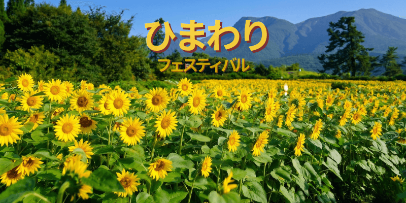 イベント「ひまわりフェスティバル」の写真