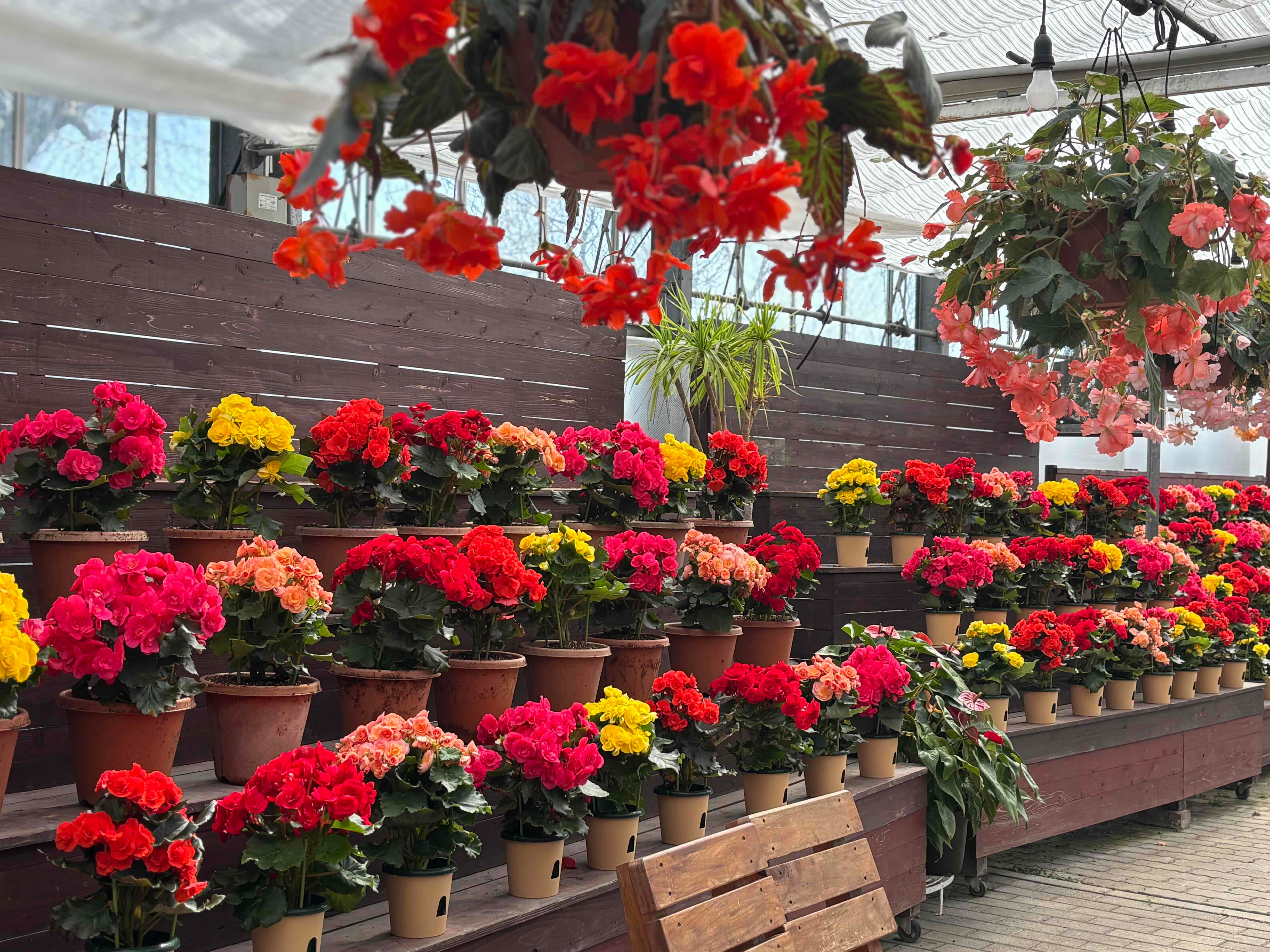 アンティル (1).JPG