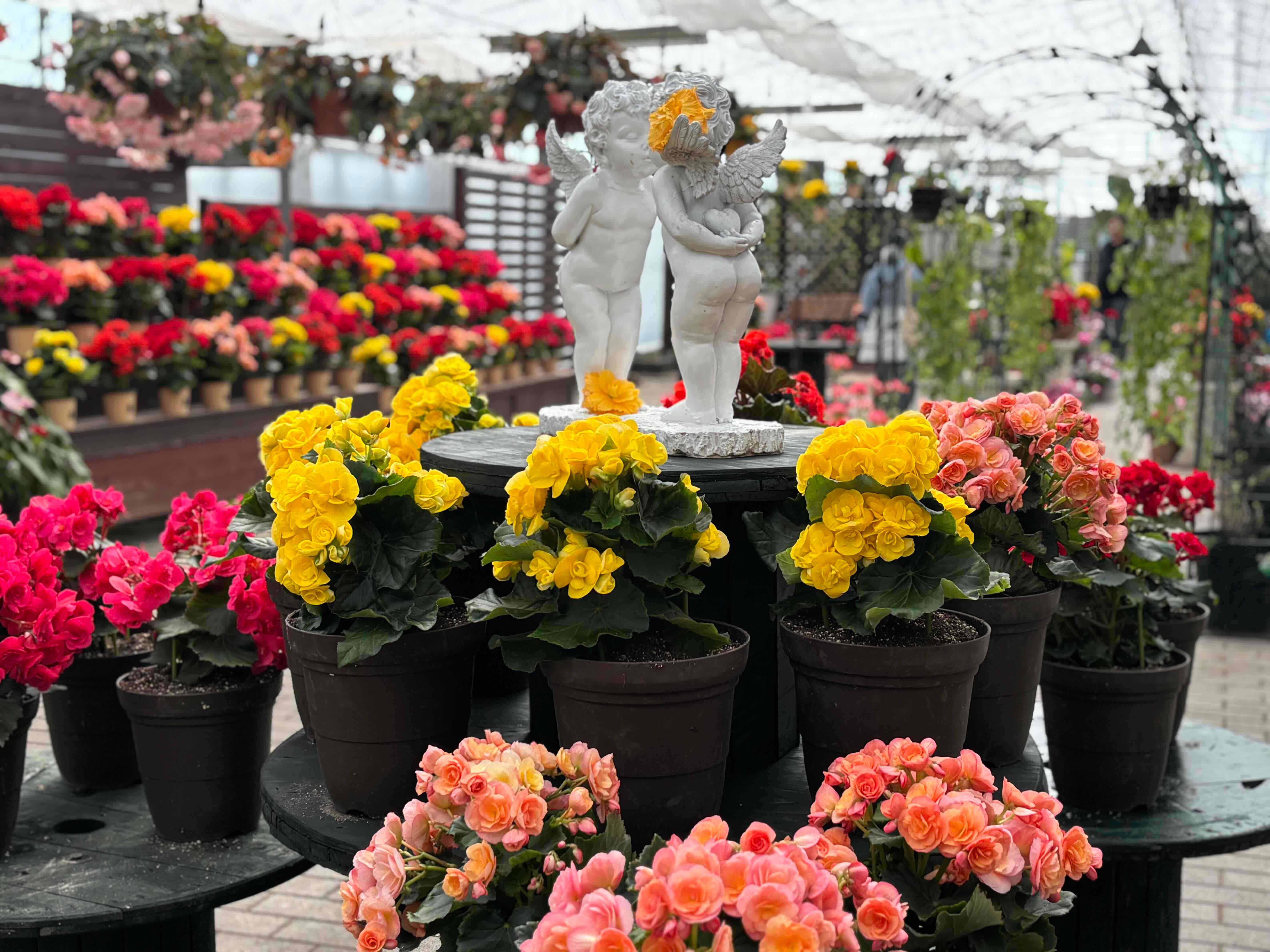 ブログ「3月から4月中旬までは植付シーズン！温室はすでに色鮮やかな花でいっぱい！」の写真