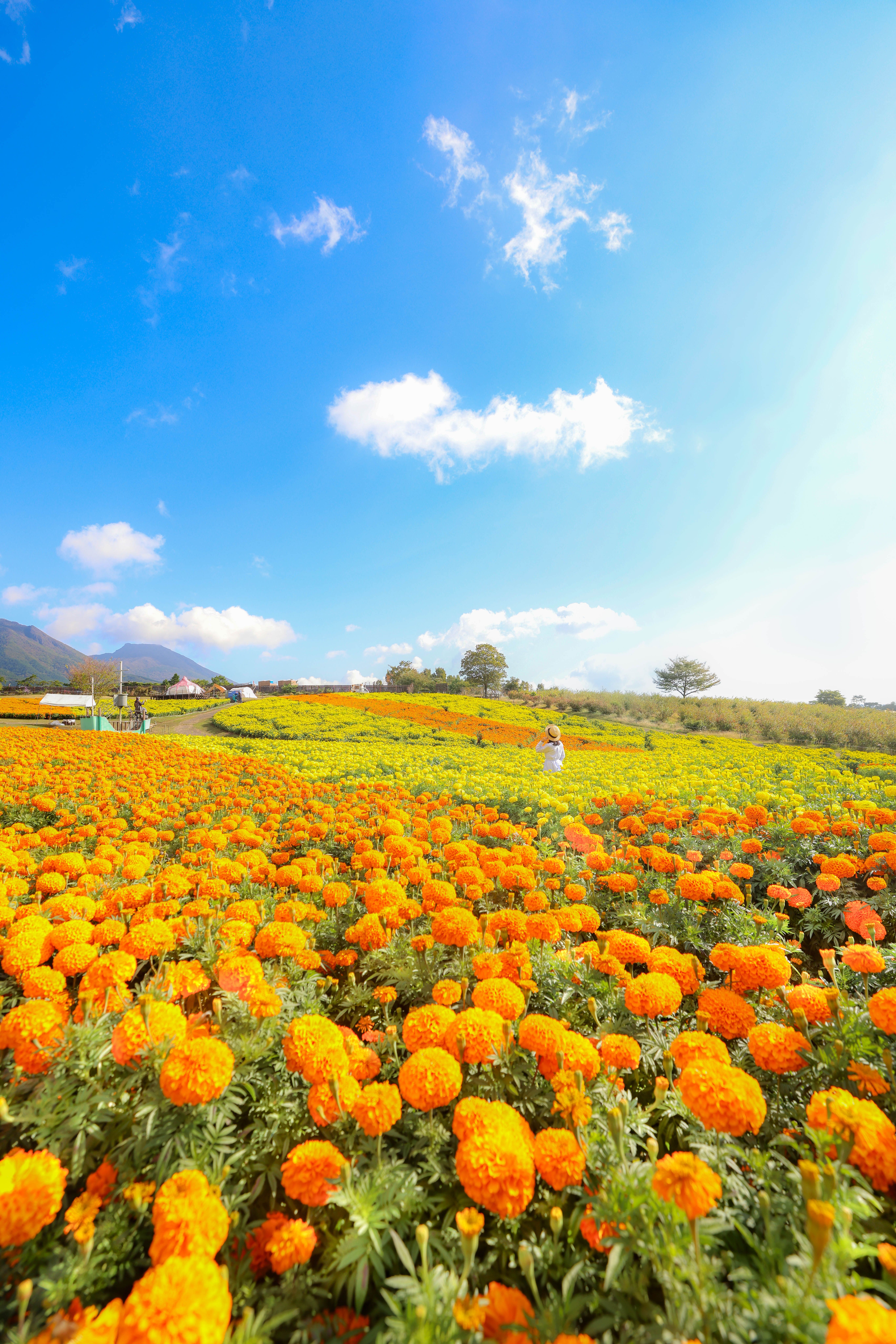 アフリカンマリーゴールド