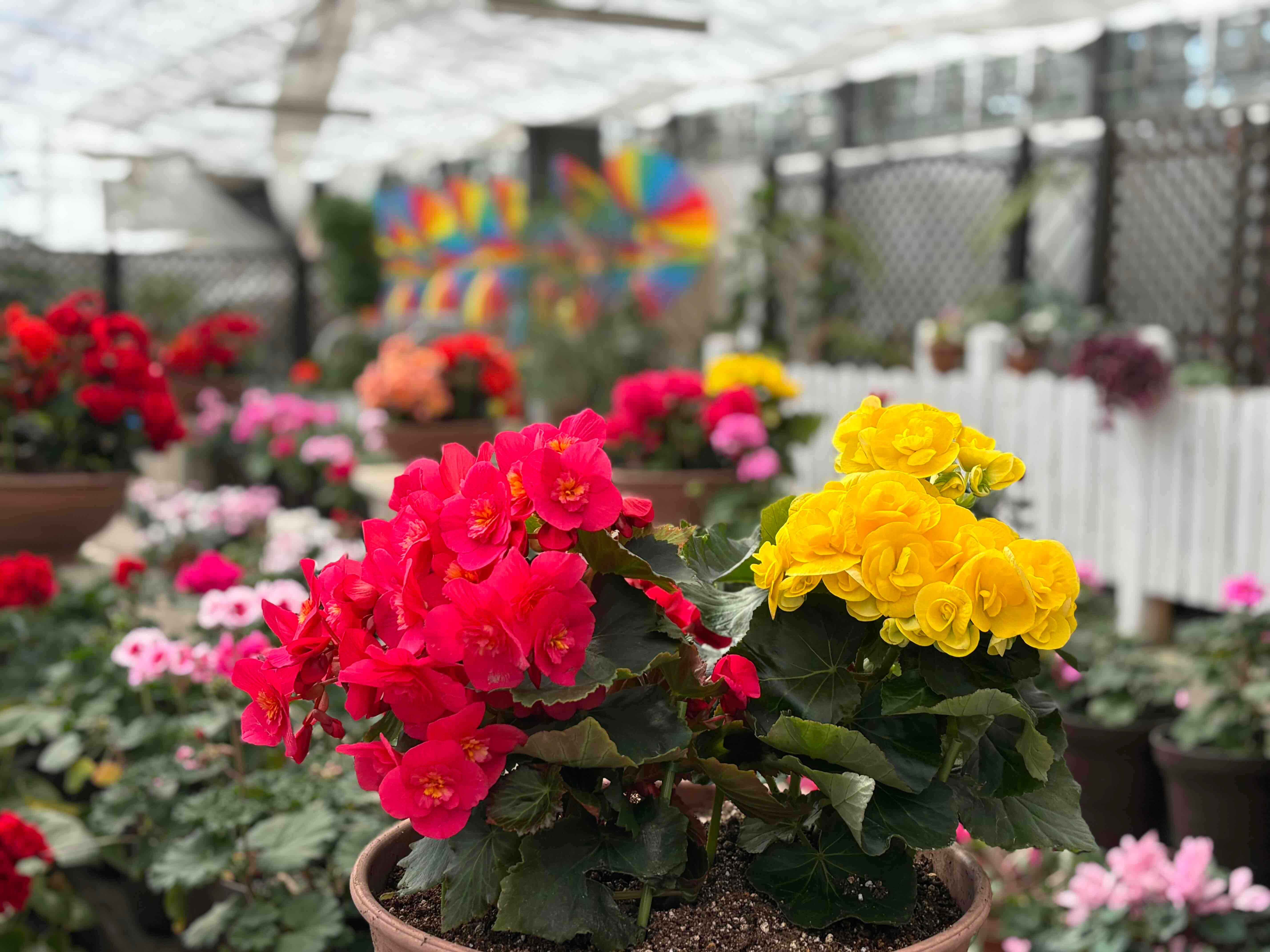 アンティル (3).JPG