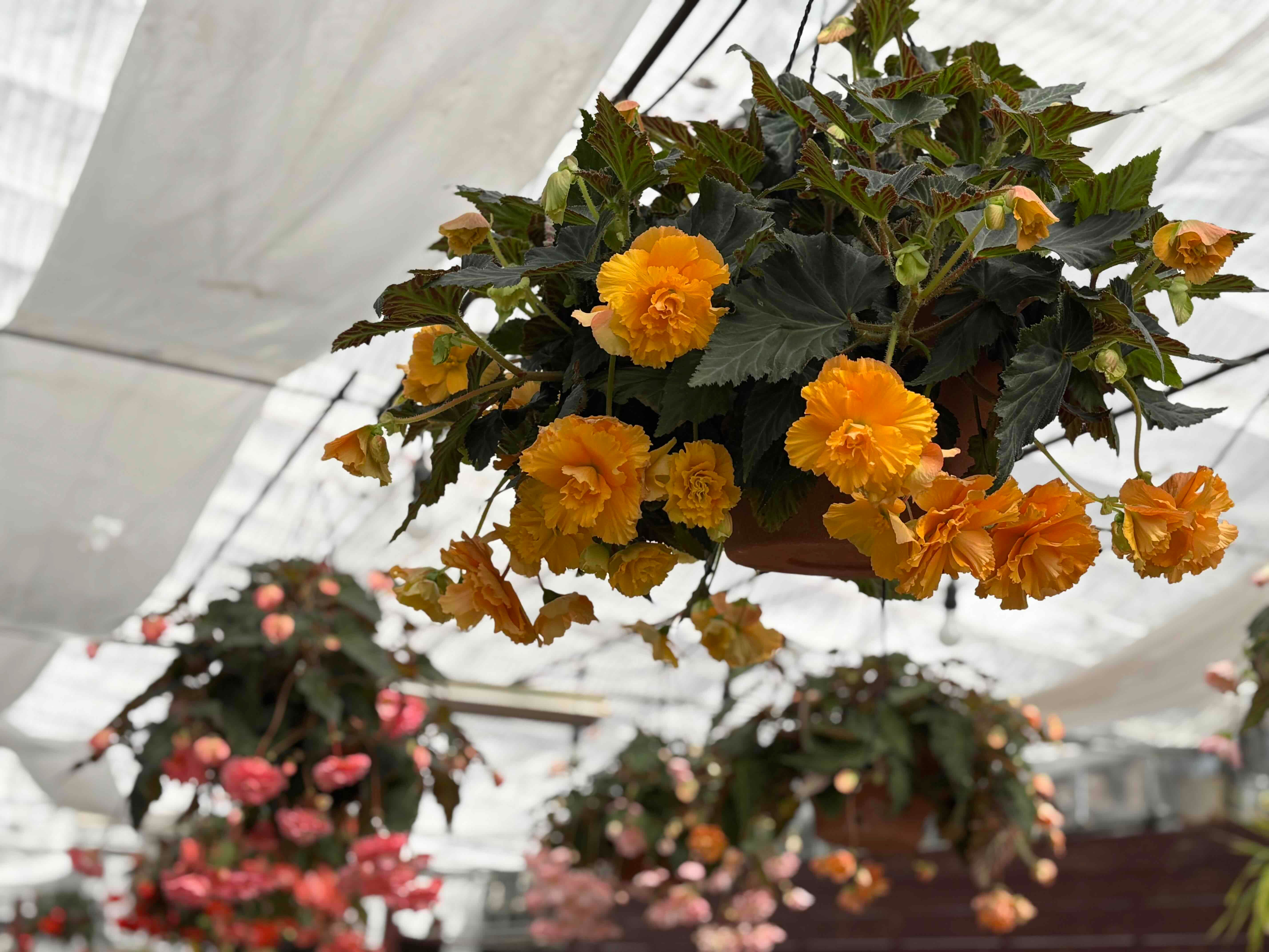 アンティル (4).JPG