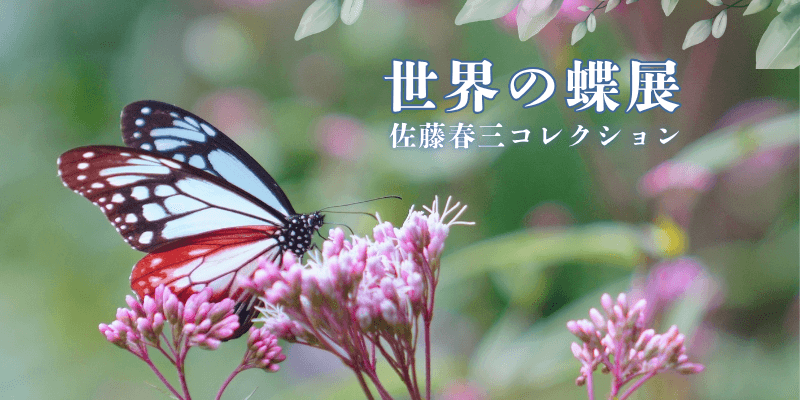 イベント「アサギマダラ飛来期に合わせ開催！「世界の蝶展 〜佐藤春三コレクション〜」」の写真