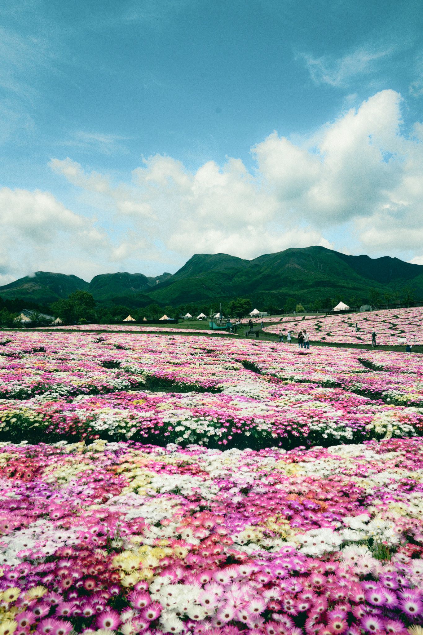 花とともに、どんな日も。