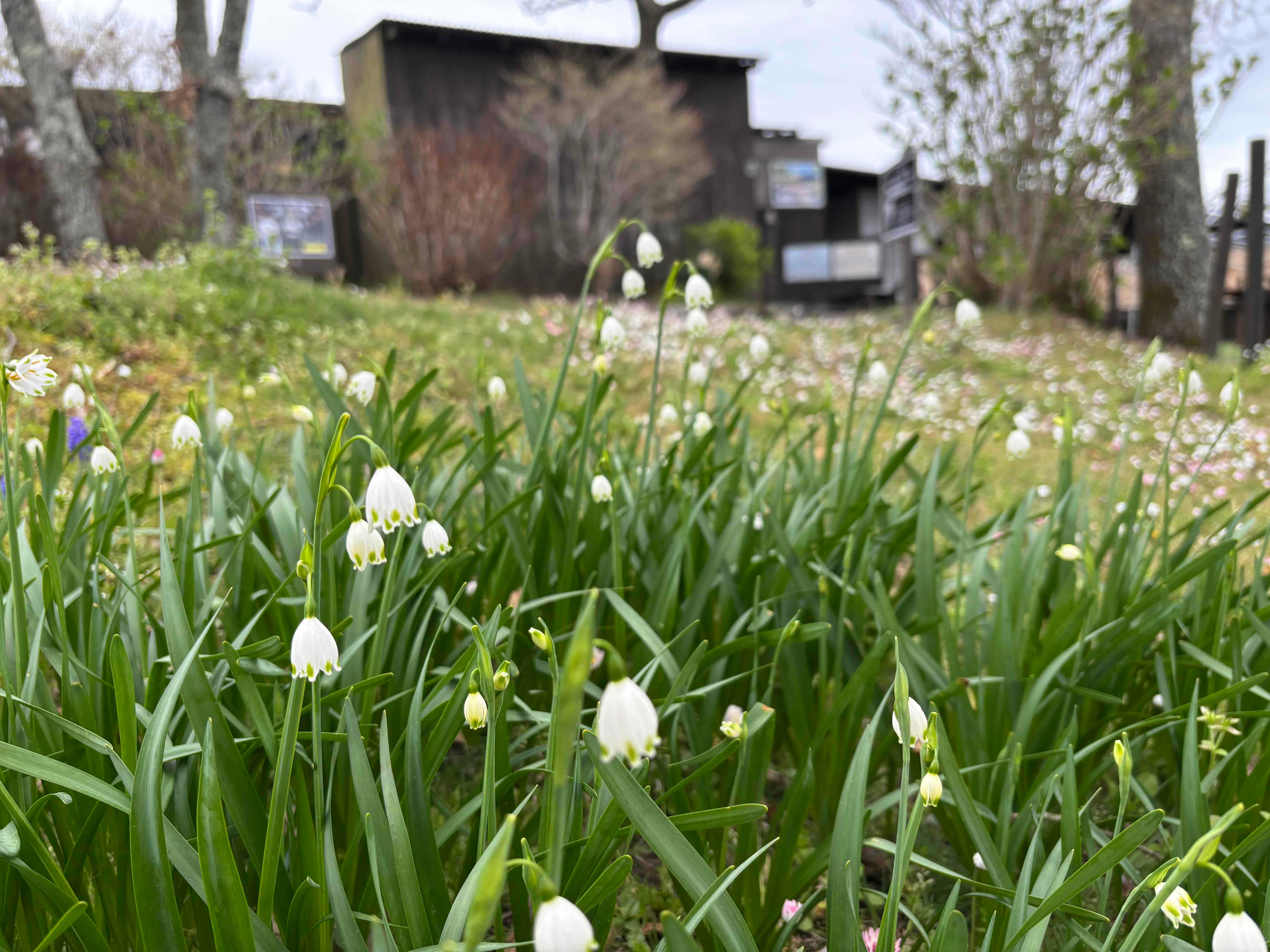 ブログ「4/9現在の花畑の様子！」の写真
