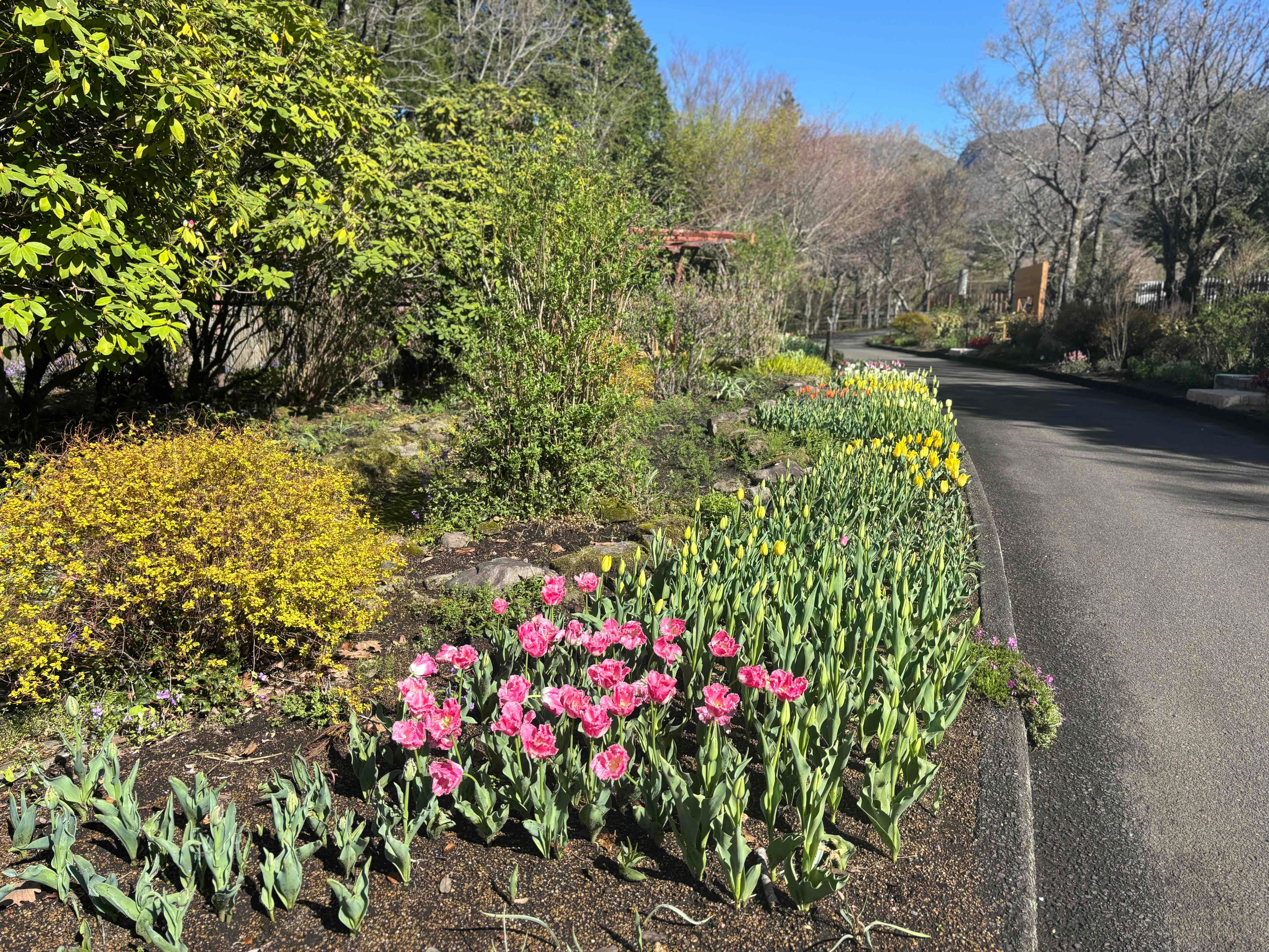 ブログ「4月11日の花畑の様子！大雨のあとのすっきりと晴れた朝に撮影！」の写真