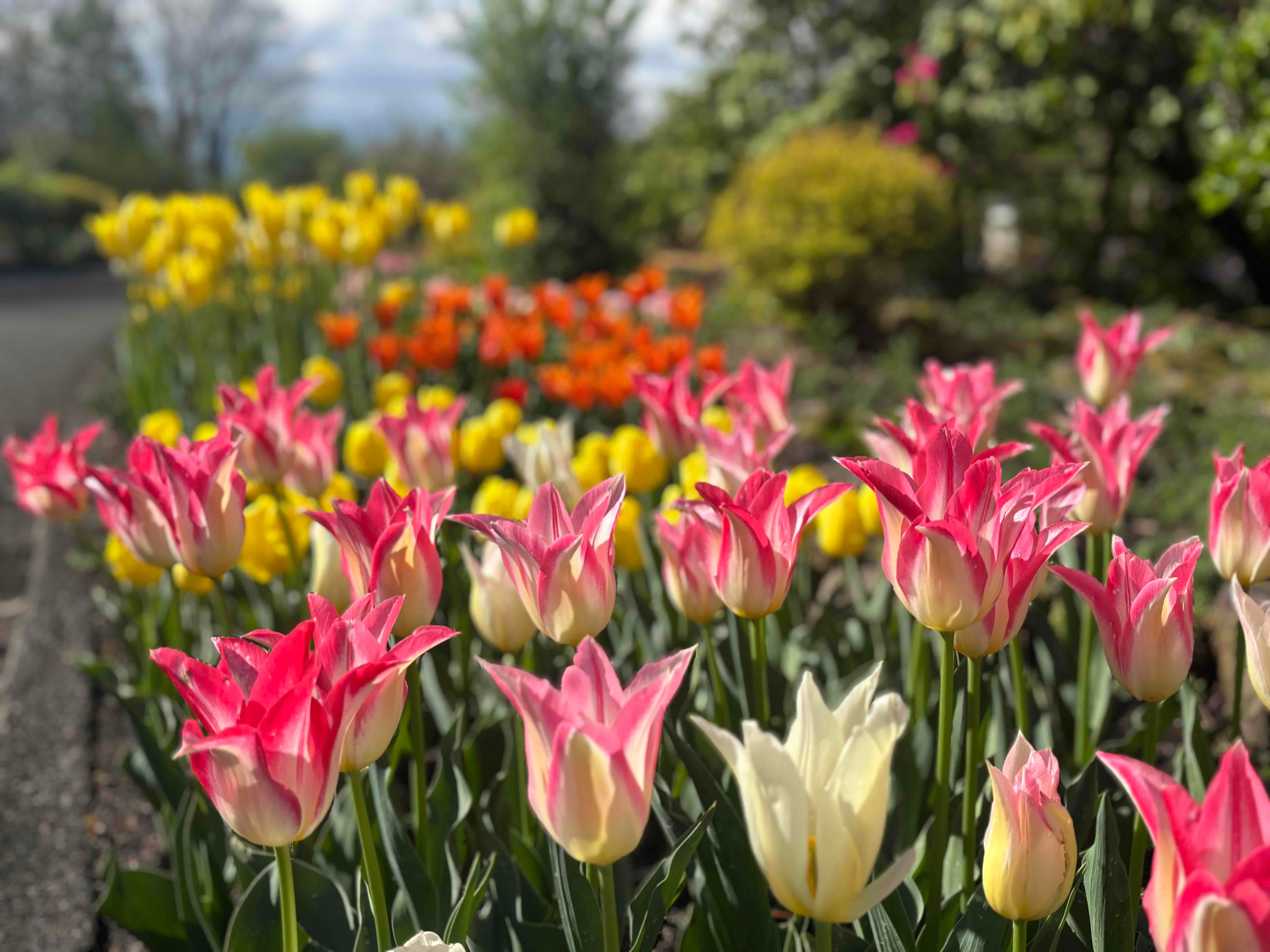 ブログ「4/16（木）現在の花畑の様子！だんだん花数が増えてきました！」の写真