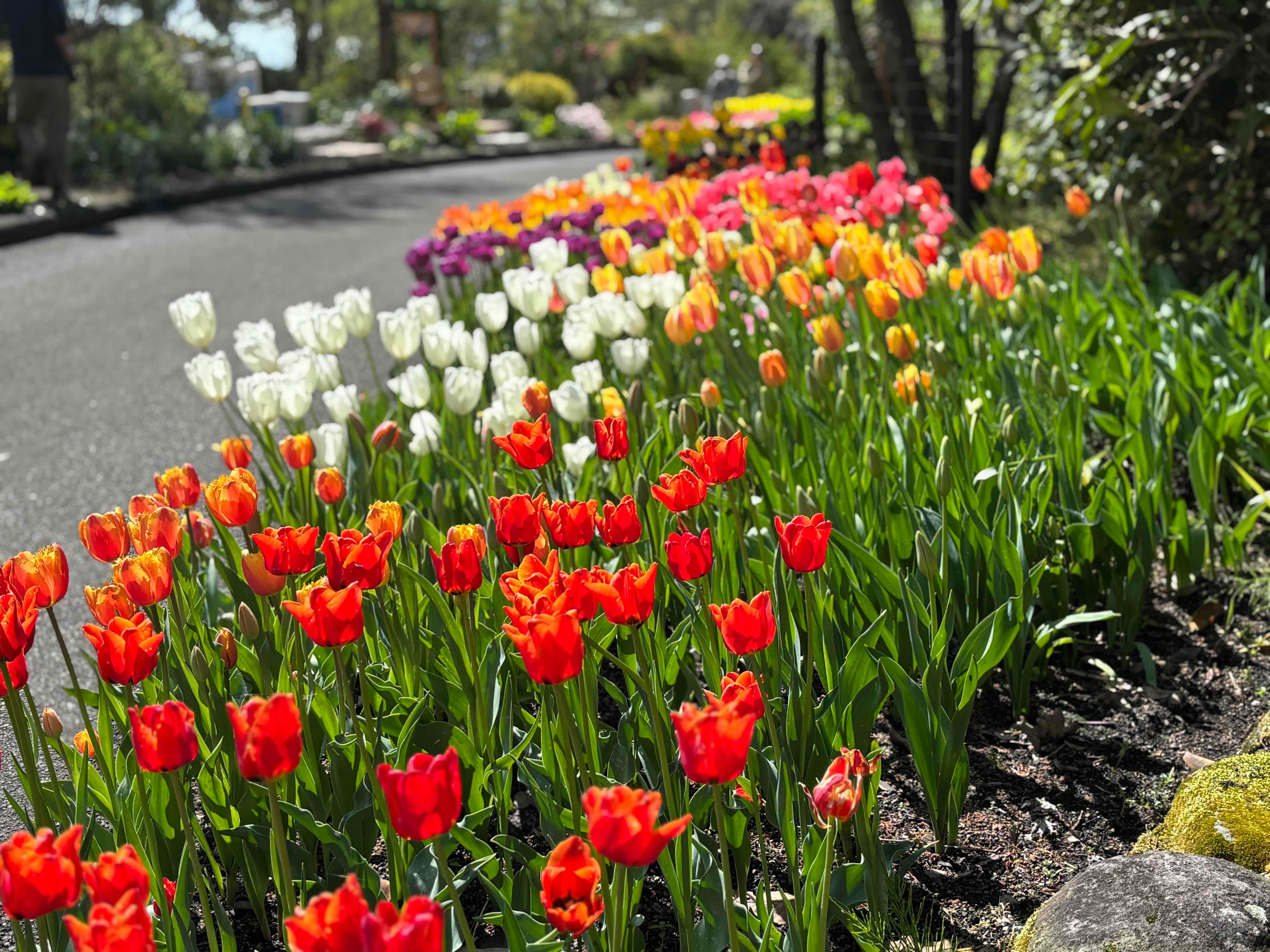 ブログ「4/20（月）現在の花畑の様子！さらに花数が増えてきました！」の写真