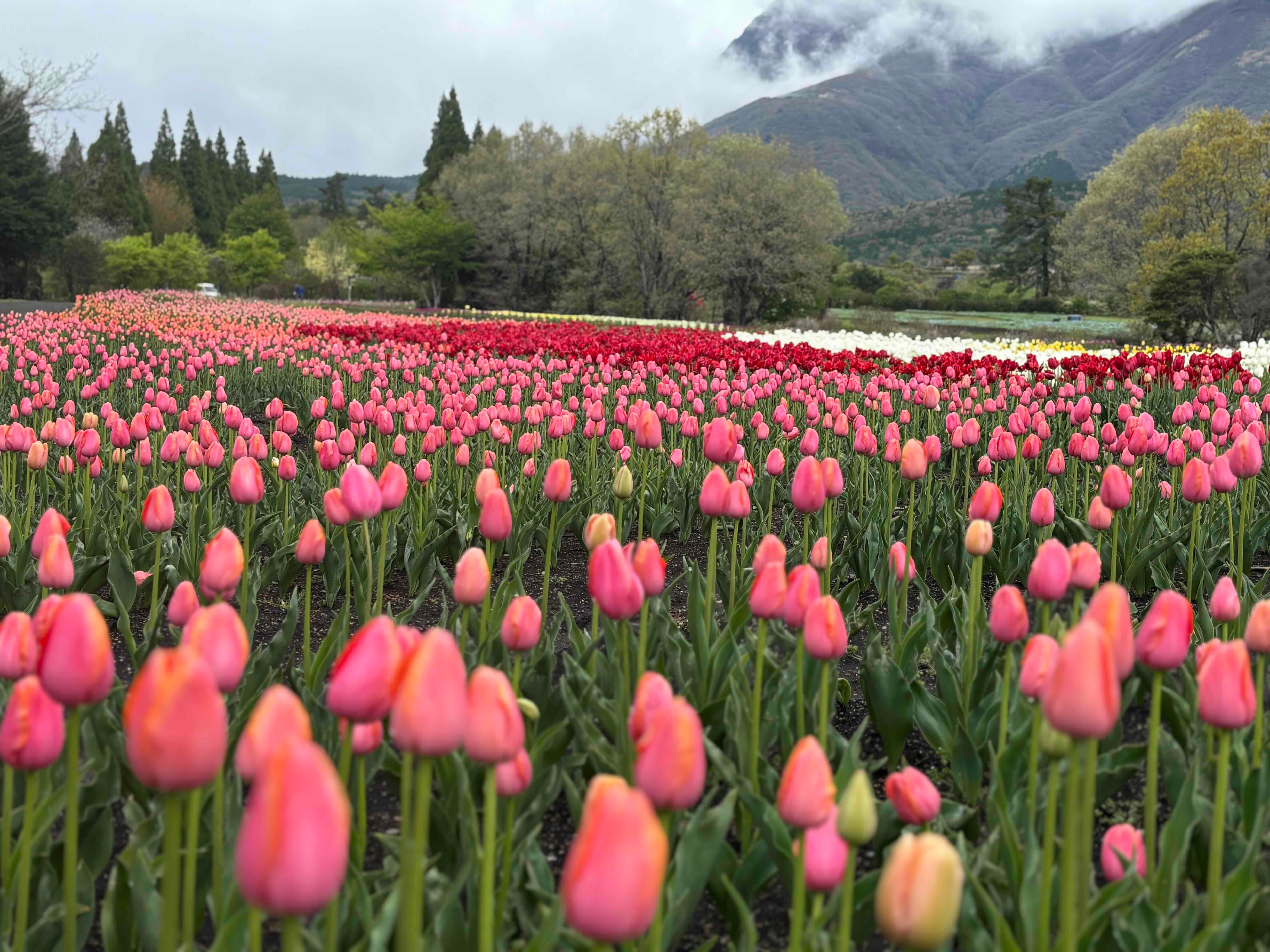 ブログ「4/24（金）現在の花畑の様子！まもなく見頃の花畑が増えました！」の写真