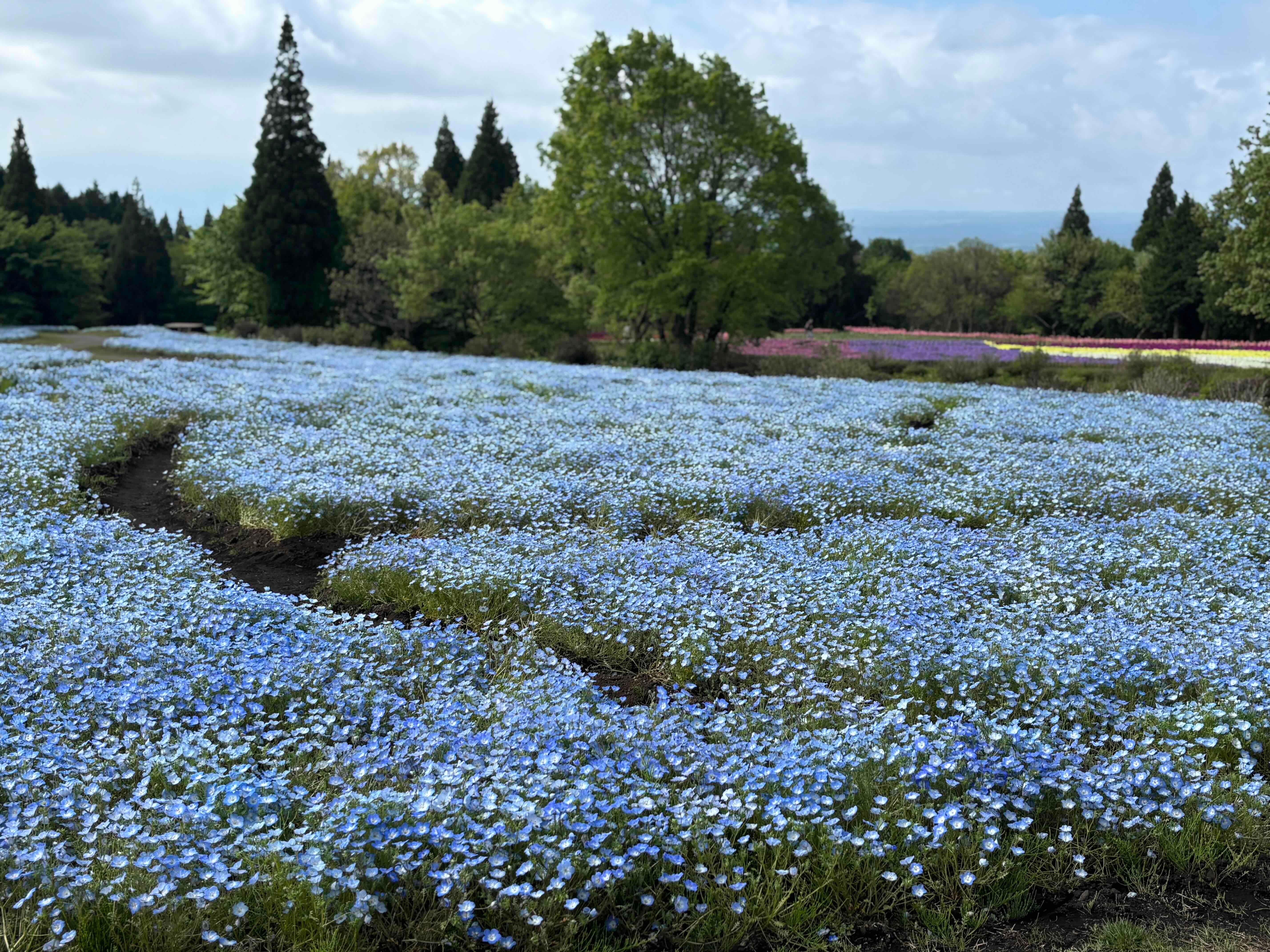 ブログ「5/7（木）現在の花畑の様子！リビングストン・デージーちらほら咲き始めました！」の写真