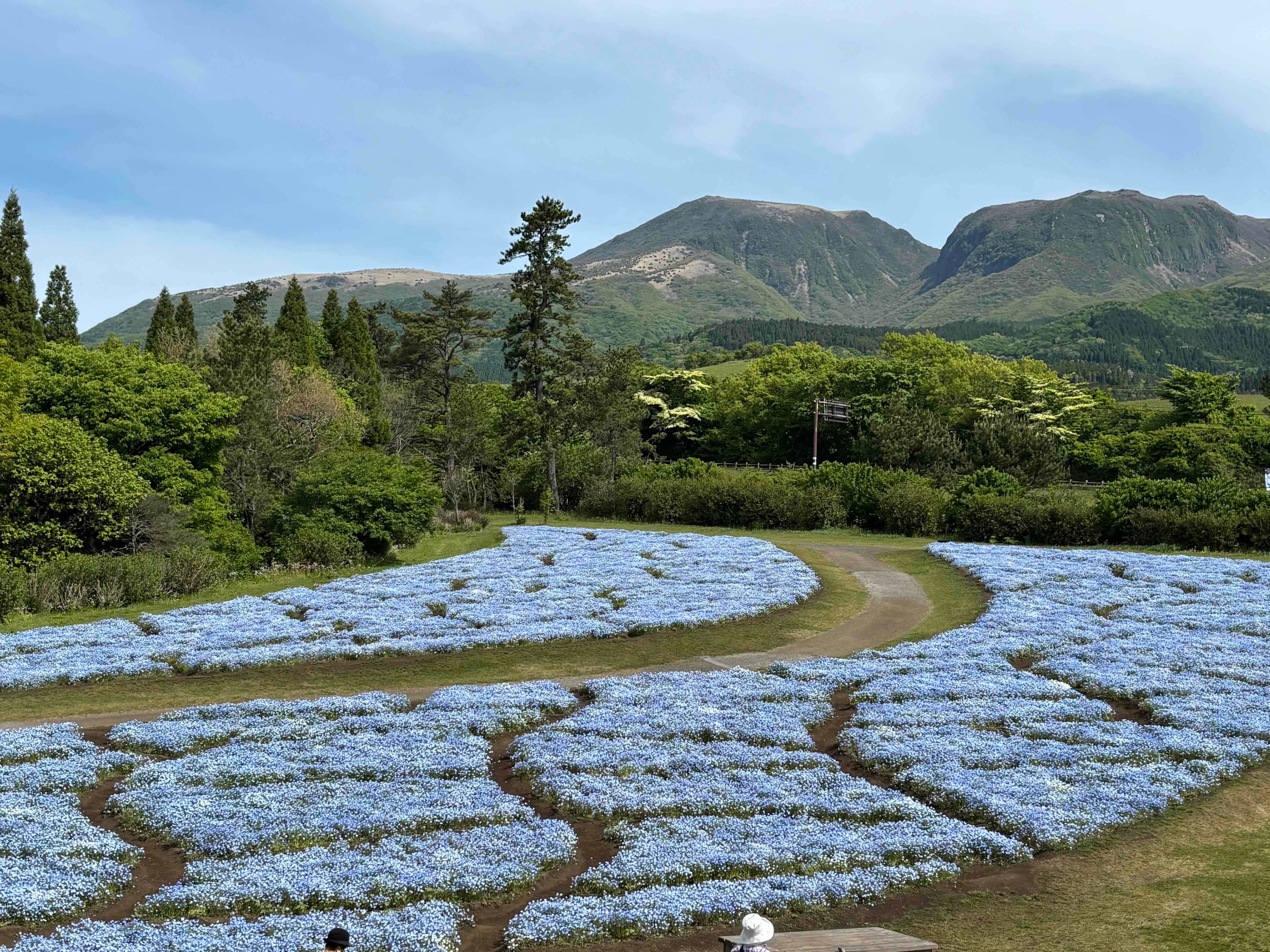 ブログ「5/11（月）現在の花畑の様子！花満開！」の写真