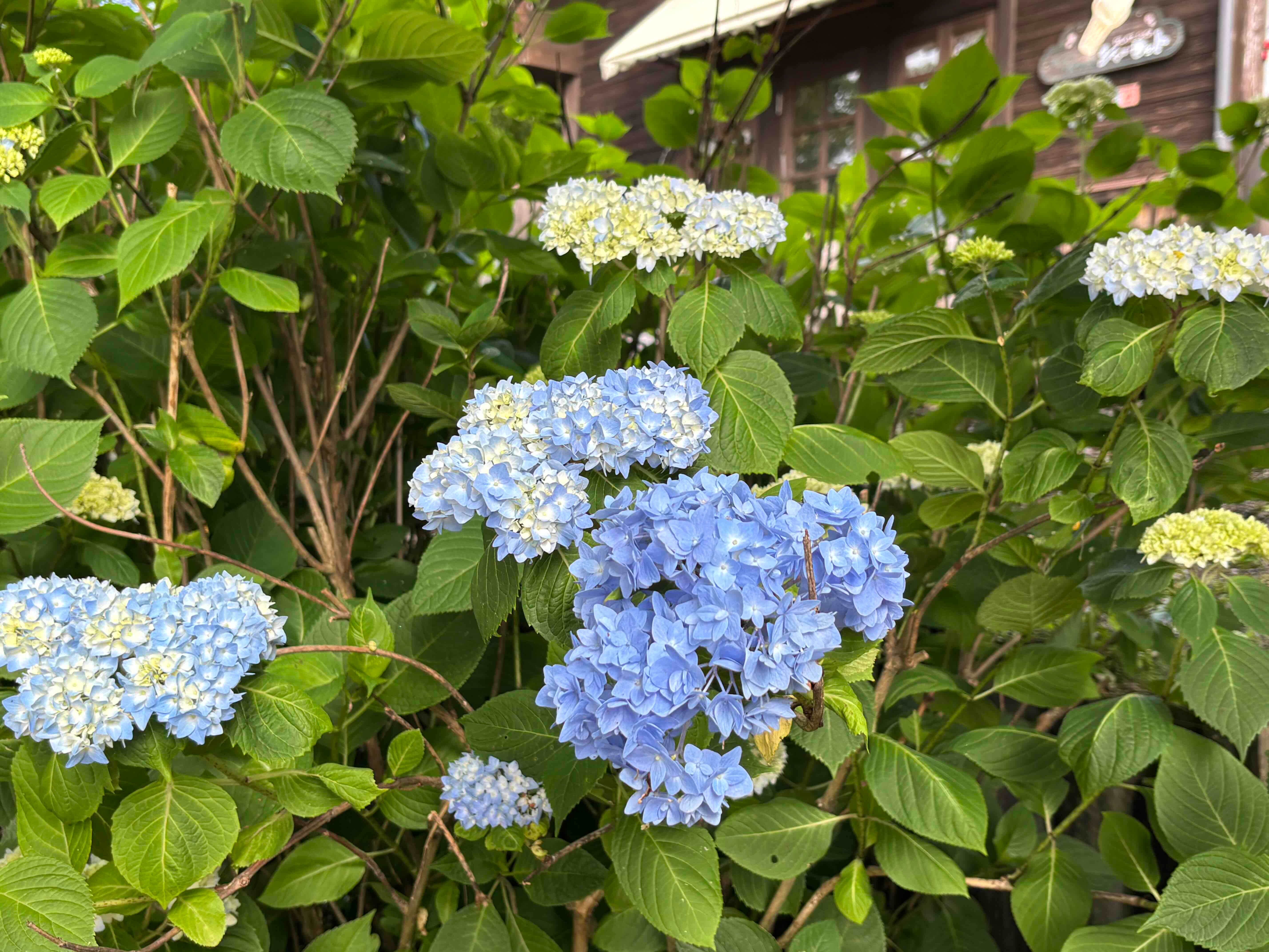 IMG_1113.JPG
