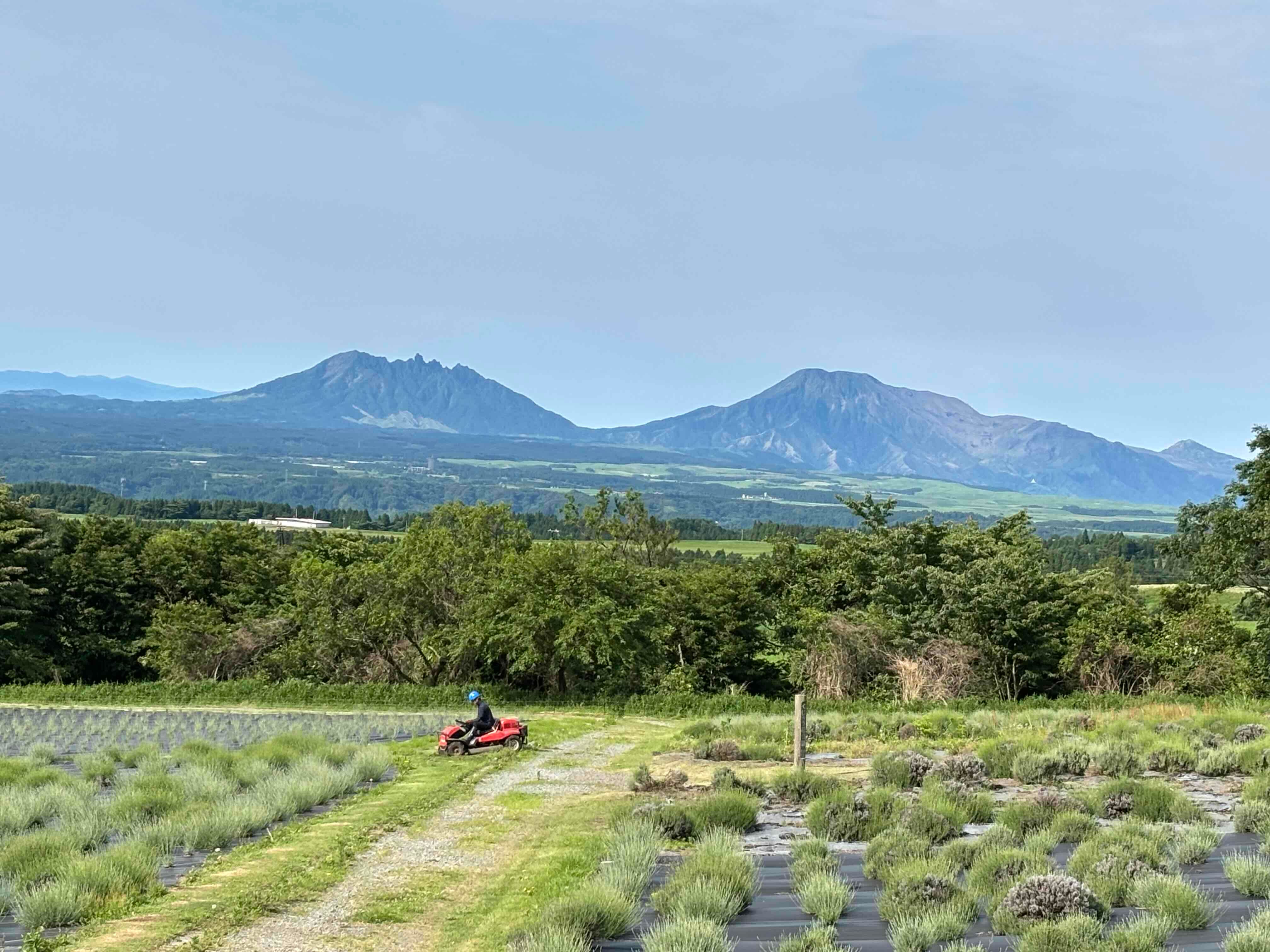 ブログ「6/11（木）現在の花畑の様子！ラベンダーは少しずつ色づき始め！」の写真