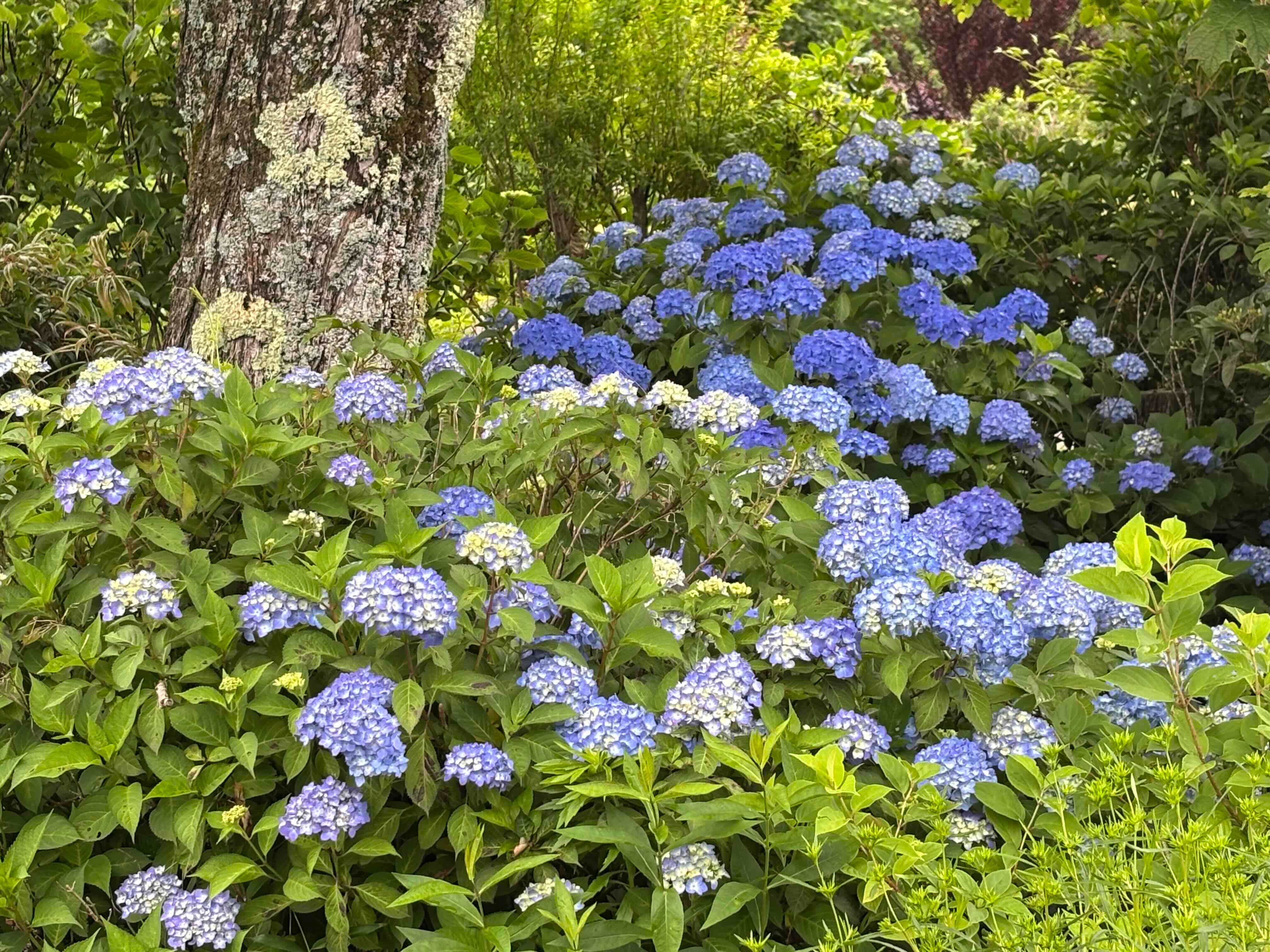ブログ「6/15（月）現在の花畑の様子！ラベンダー色づき始め！園内各所であじさいが咲き始め！」の写真