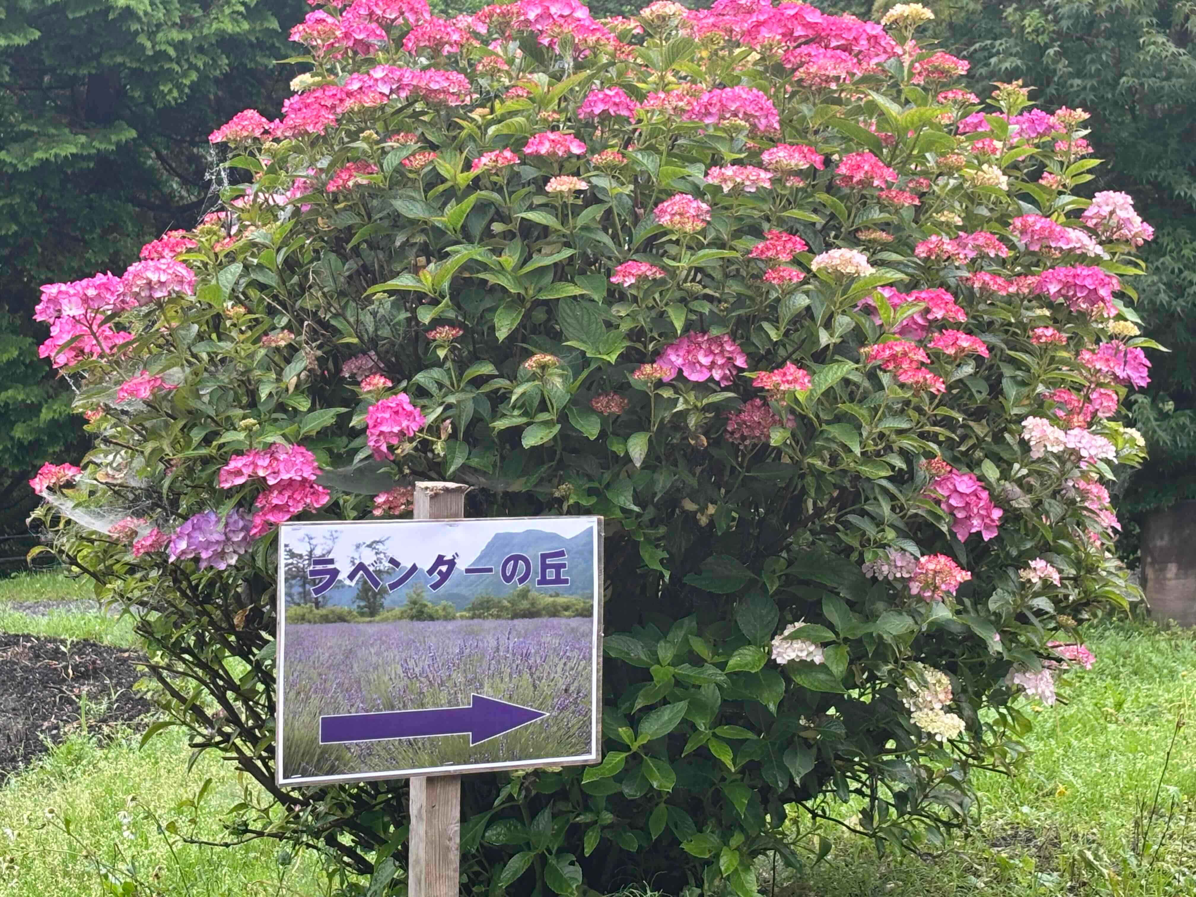 ブログ「6/27（土）現在の花畑の様子！ラベンダーまもなく見頃、摘み取り体験実施中！」の写真