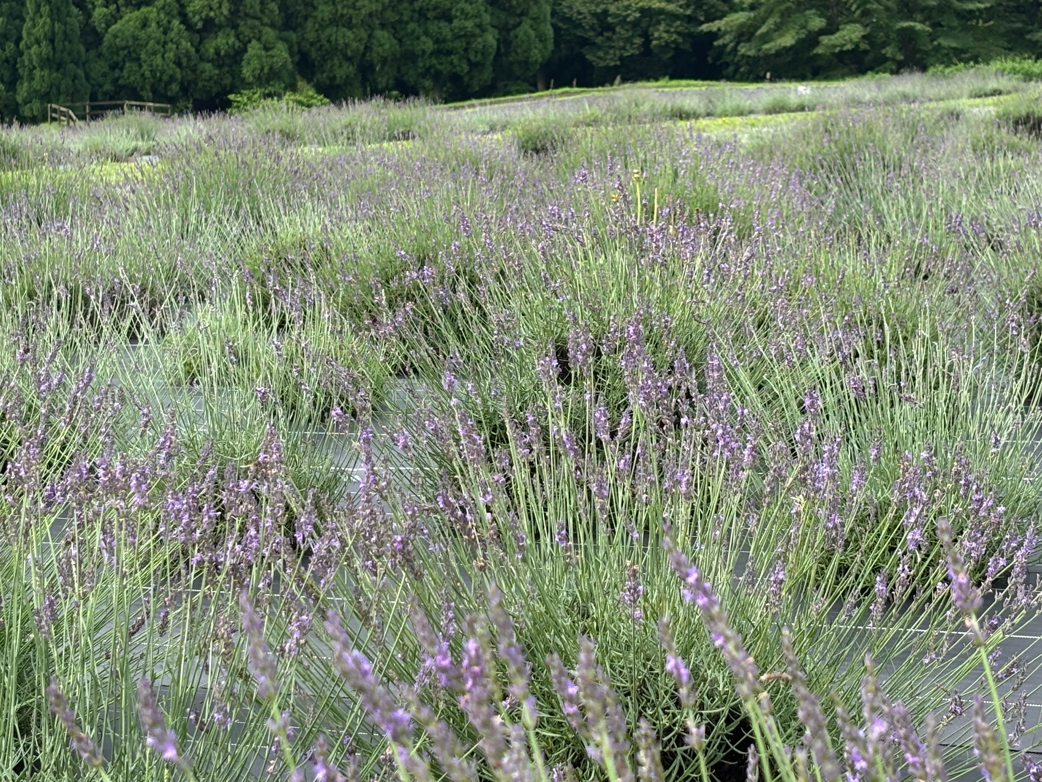 ブログ「7/6（月）現在の花畑の様子！ラベンダー咲き始め、あじさい園内各所で見頃」の写真