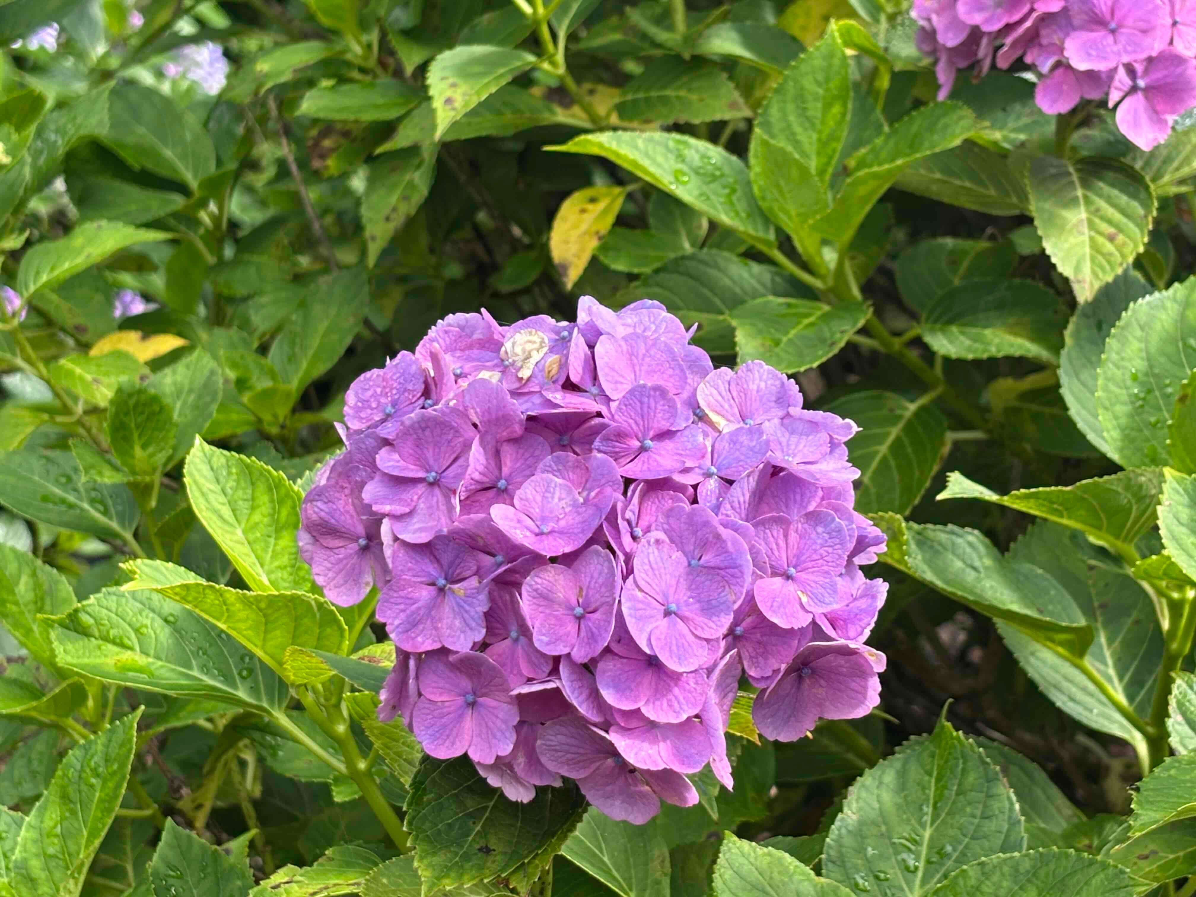 IMG_1309.JPG