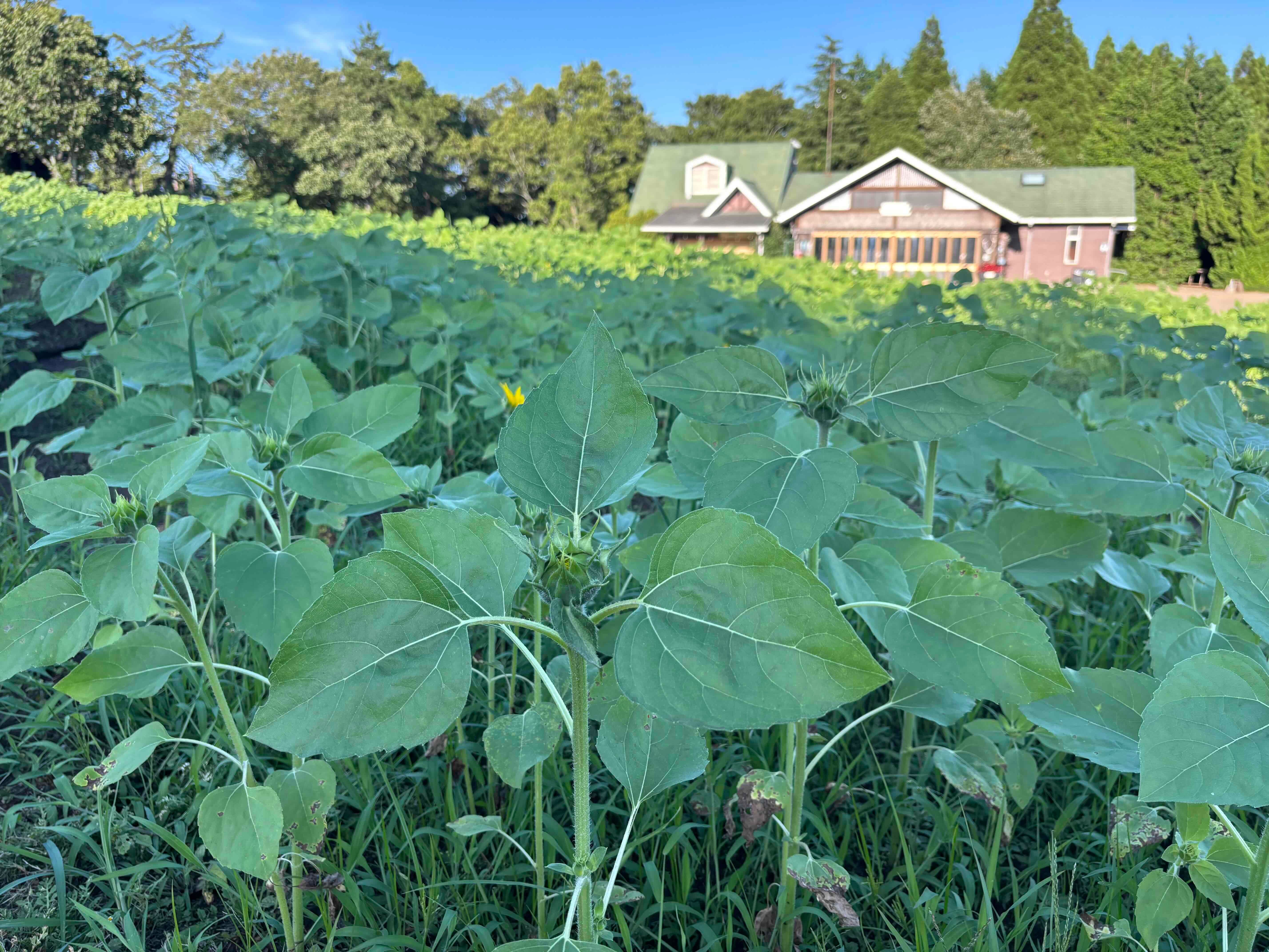 ブログ「7/31（金）ひまわりの開花状況」の写真