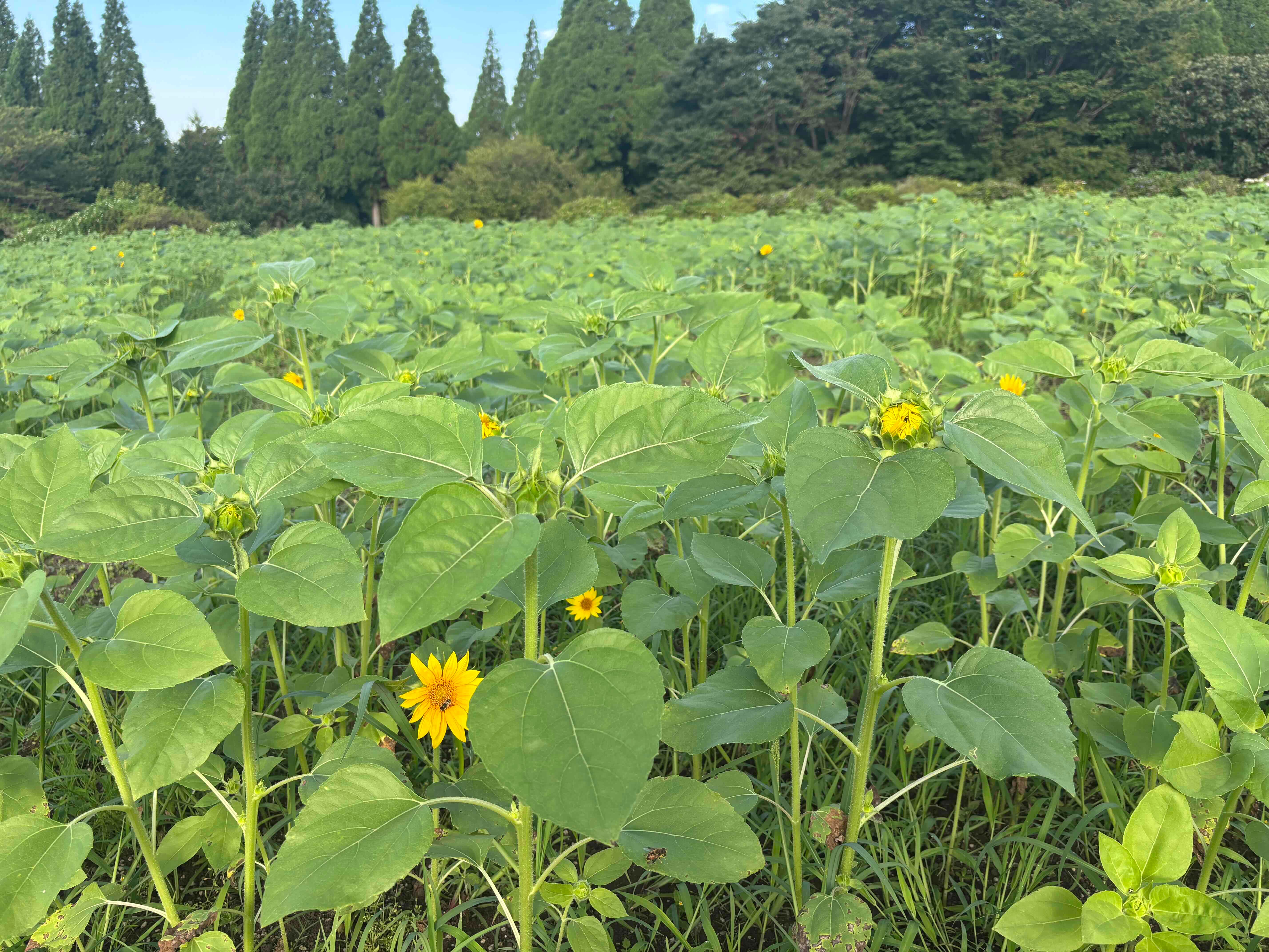 ブログ「8/2（日）ひまわりの開花状況」の写真