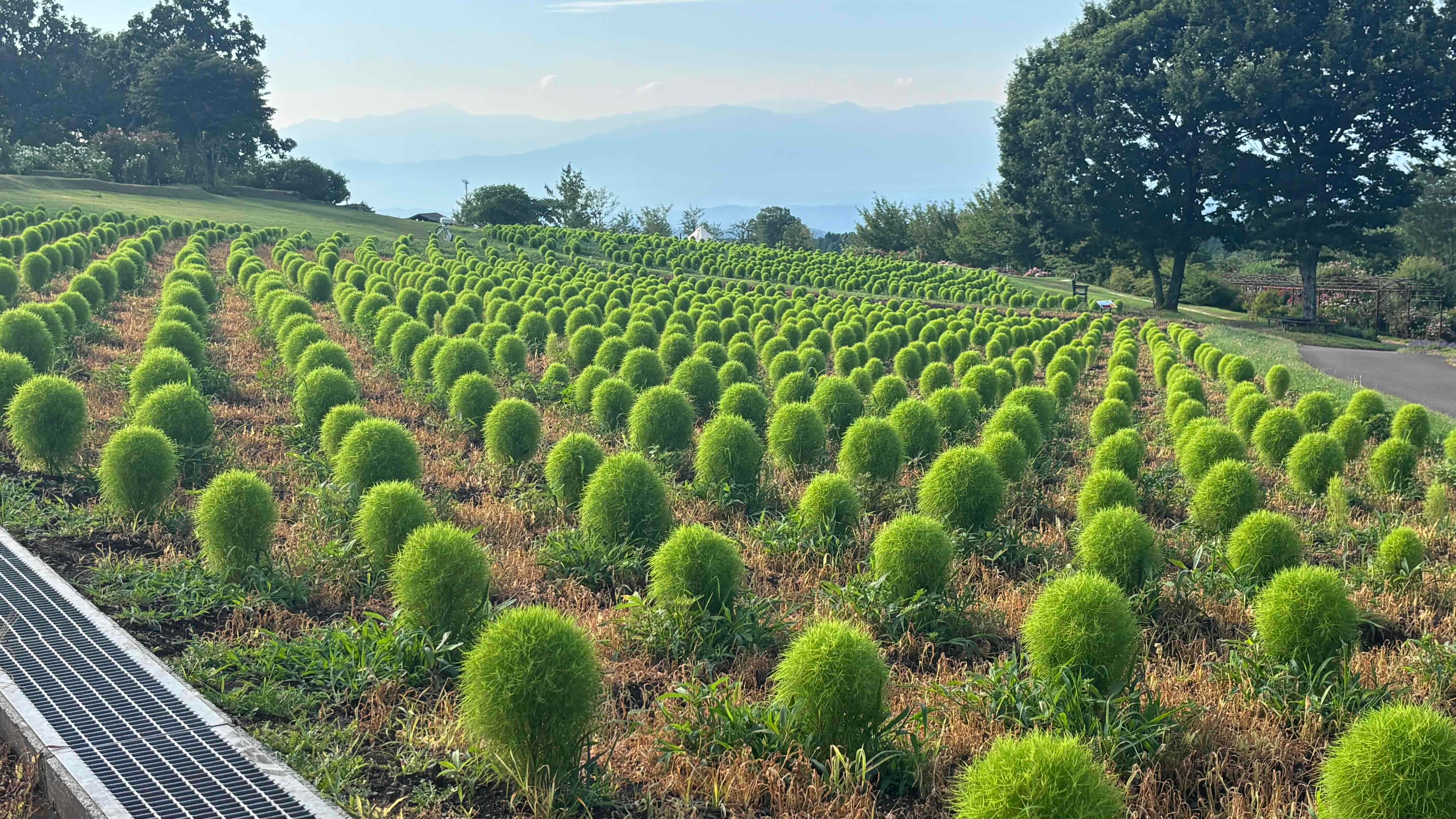 コキア　Green