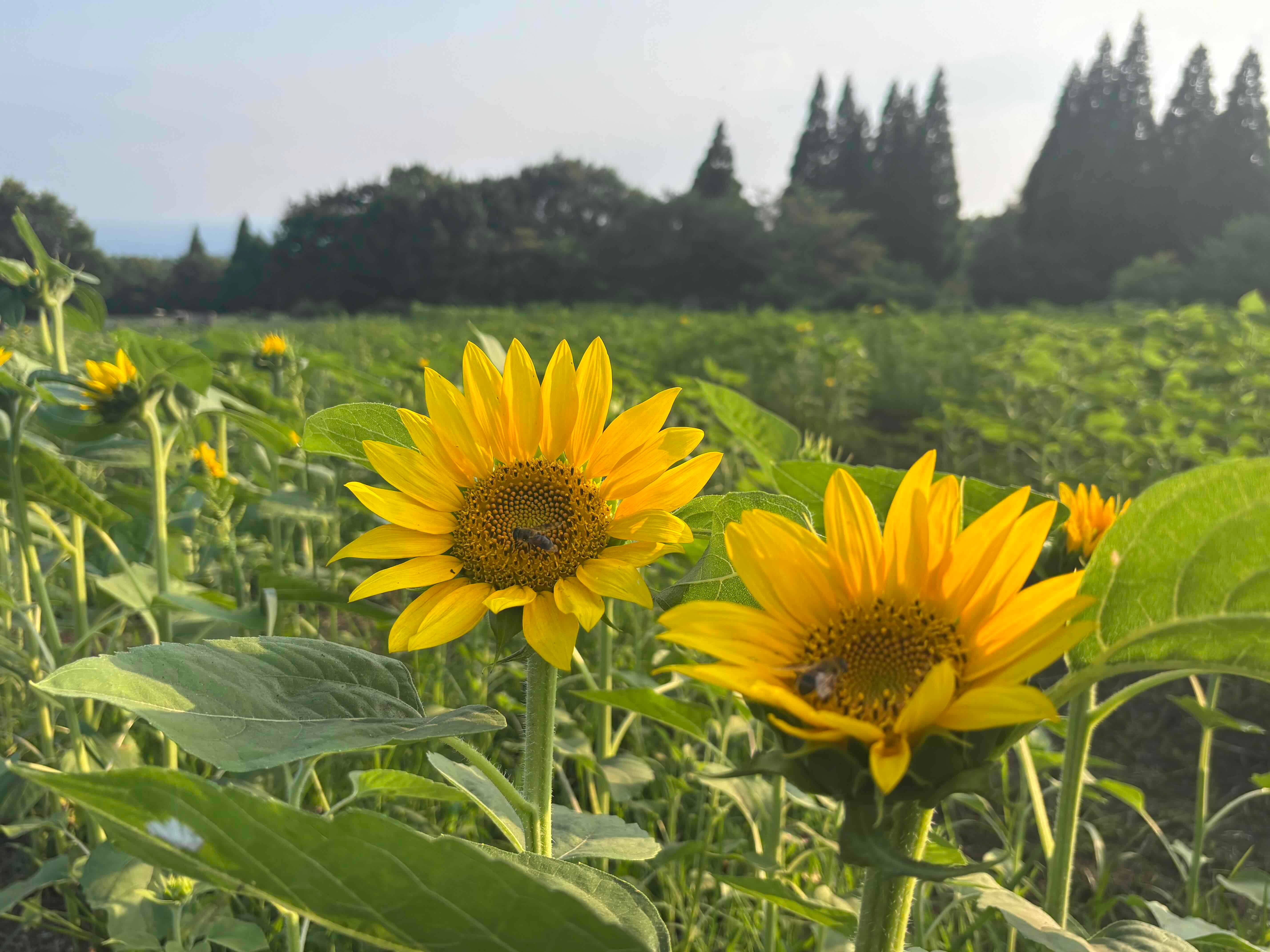 ブログ「8/4（火）ひまわりの開花状況」の写真