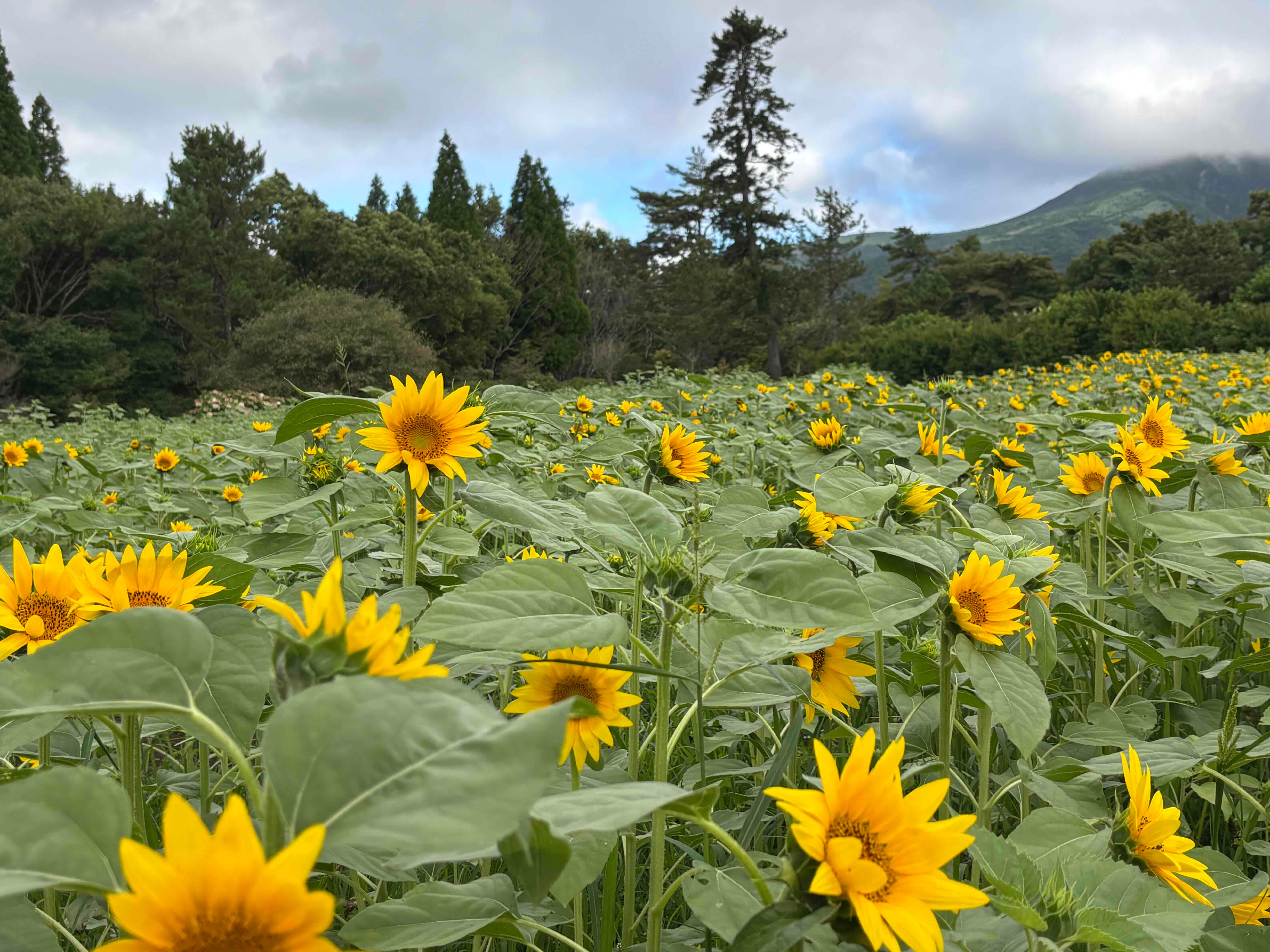 ブログ「8/6（木）ひまわりの開花状況」の写真
