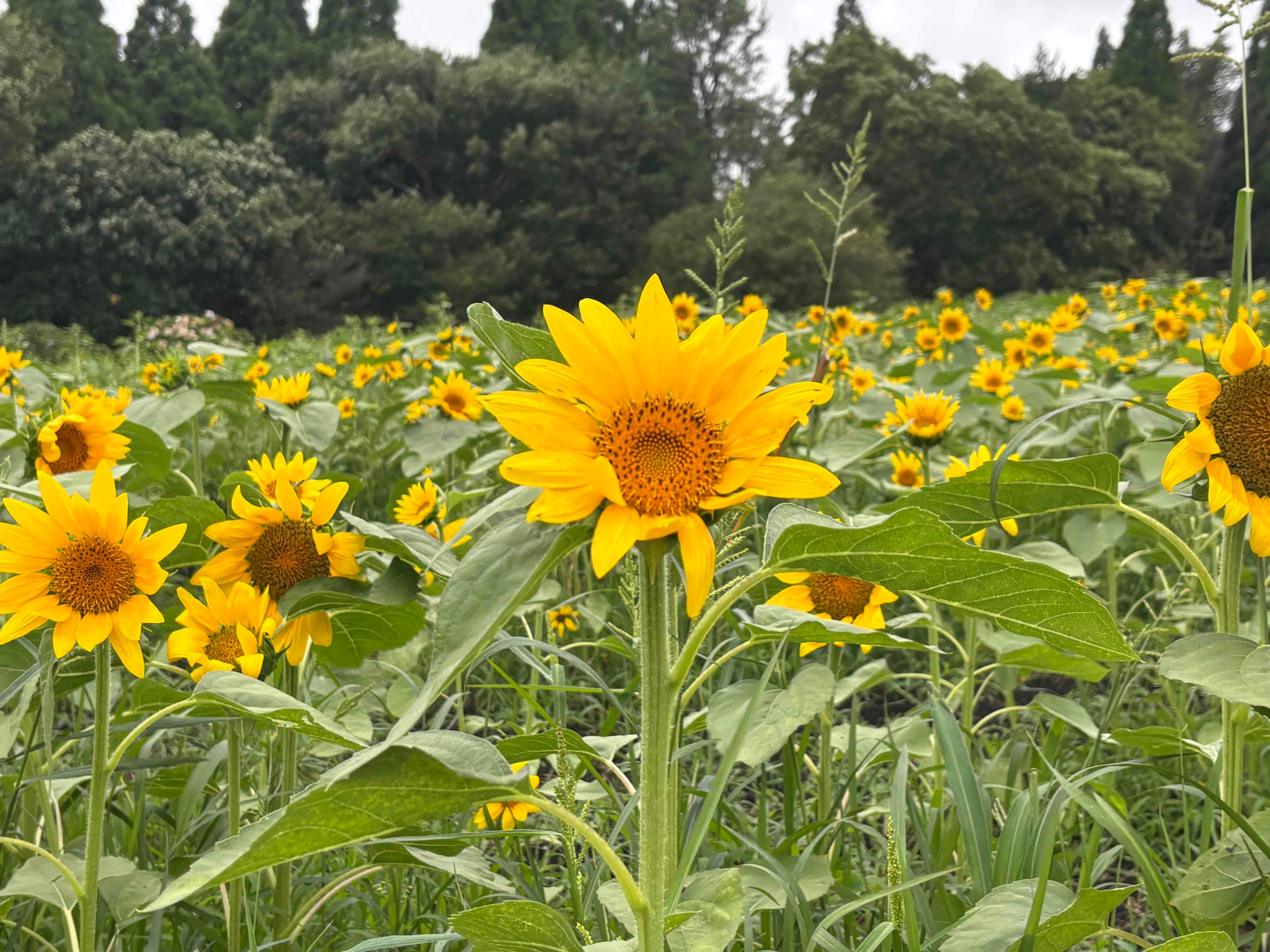 ブログ「8/8（土）ひまわりの開花状況」の写真