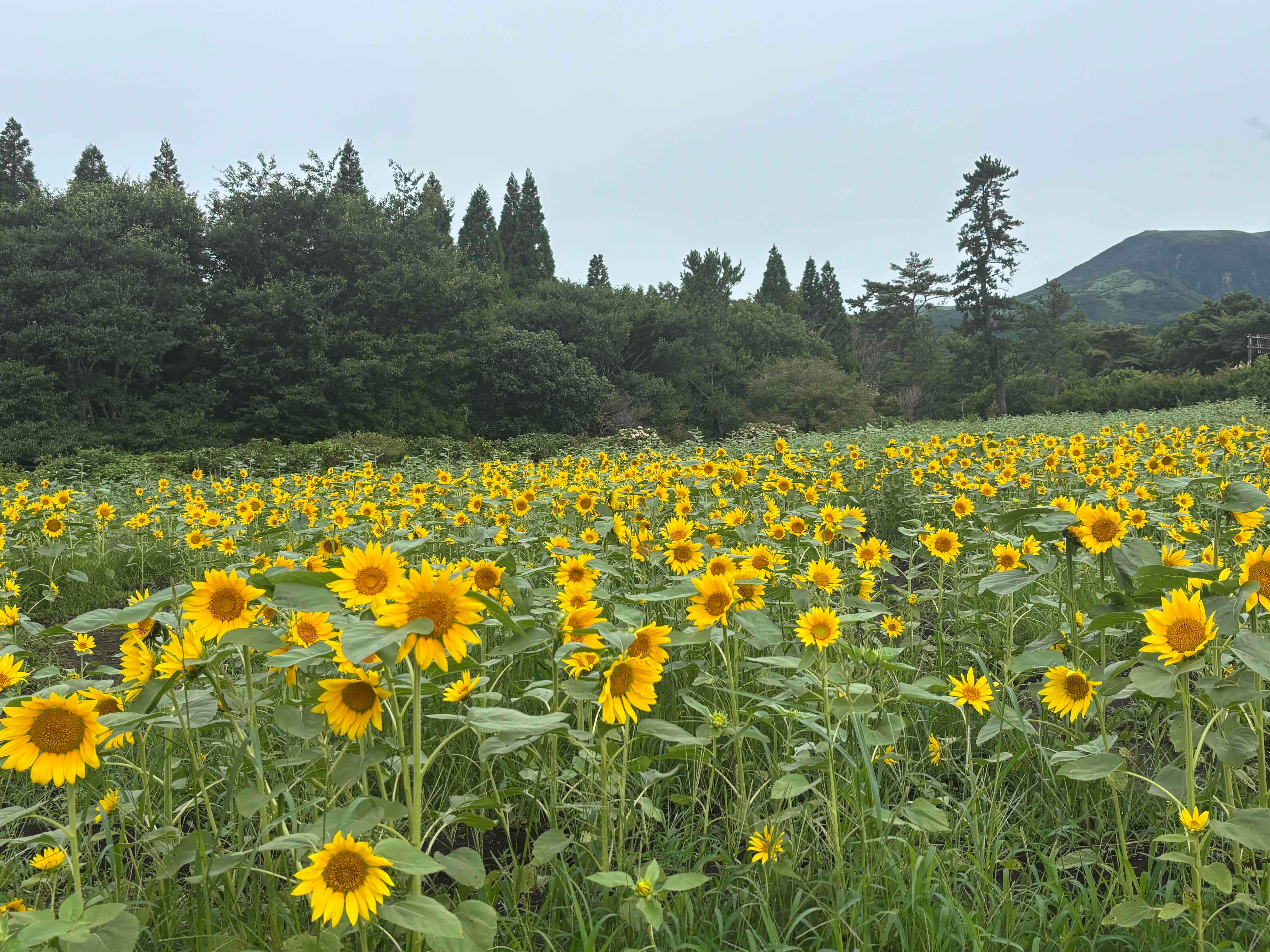 ブログ「8/10（月）ひまわりの開花状況」の写真