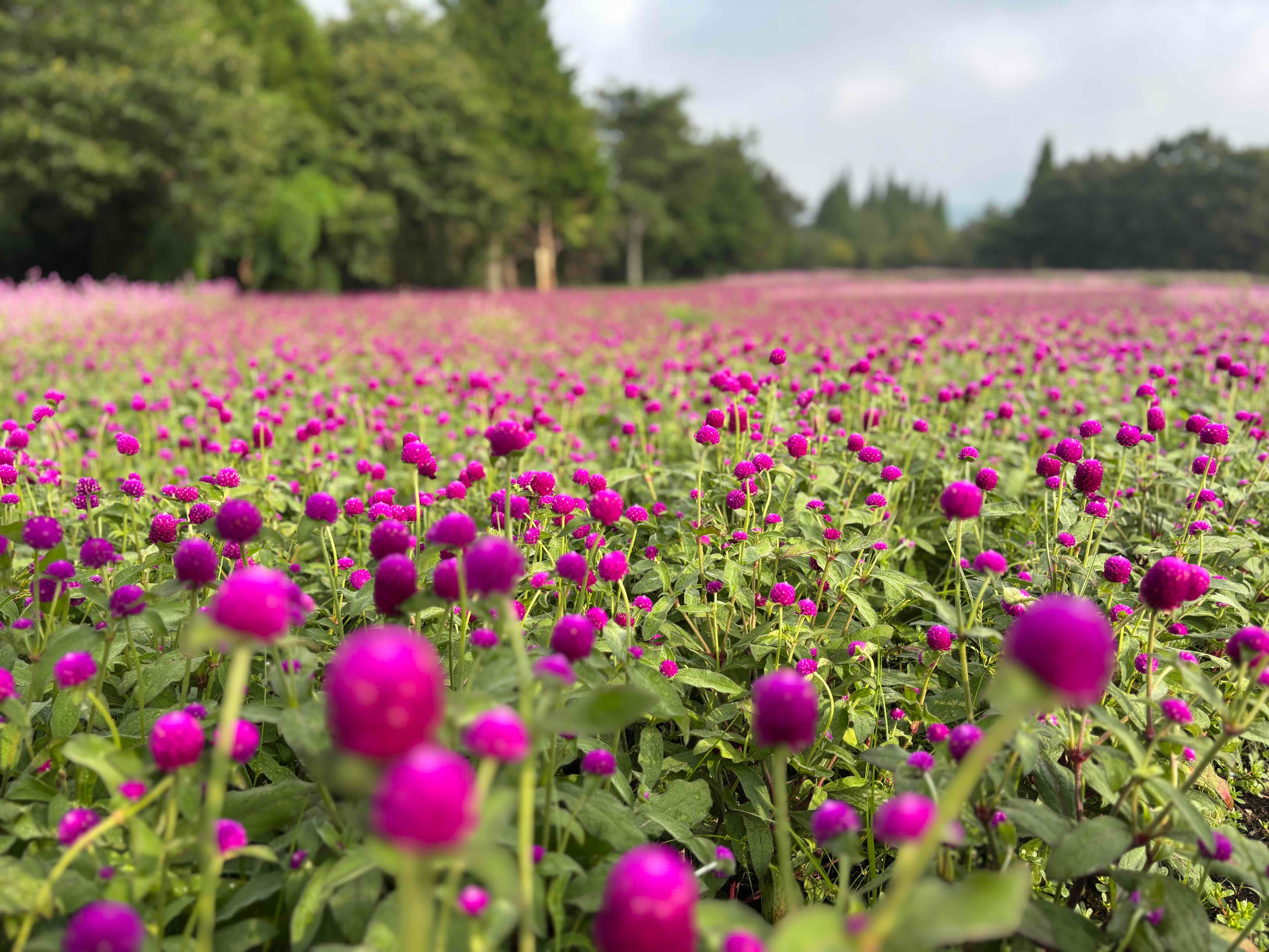 ブログ「8/31（月）花畑の開花状況」の写真