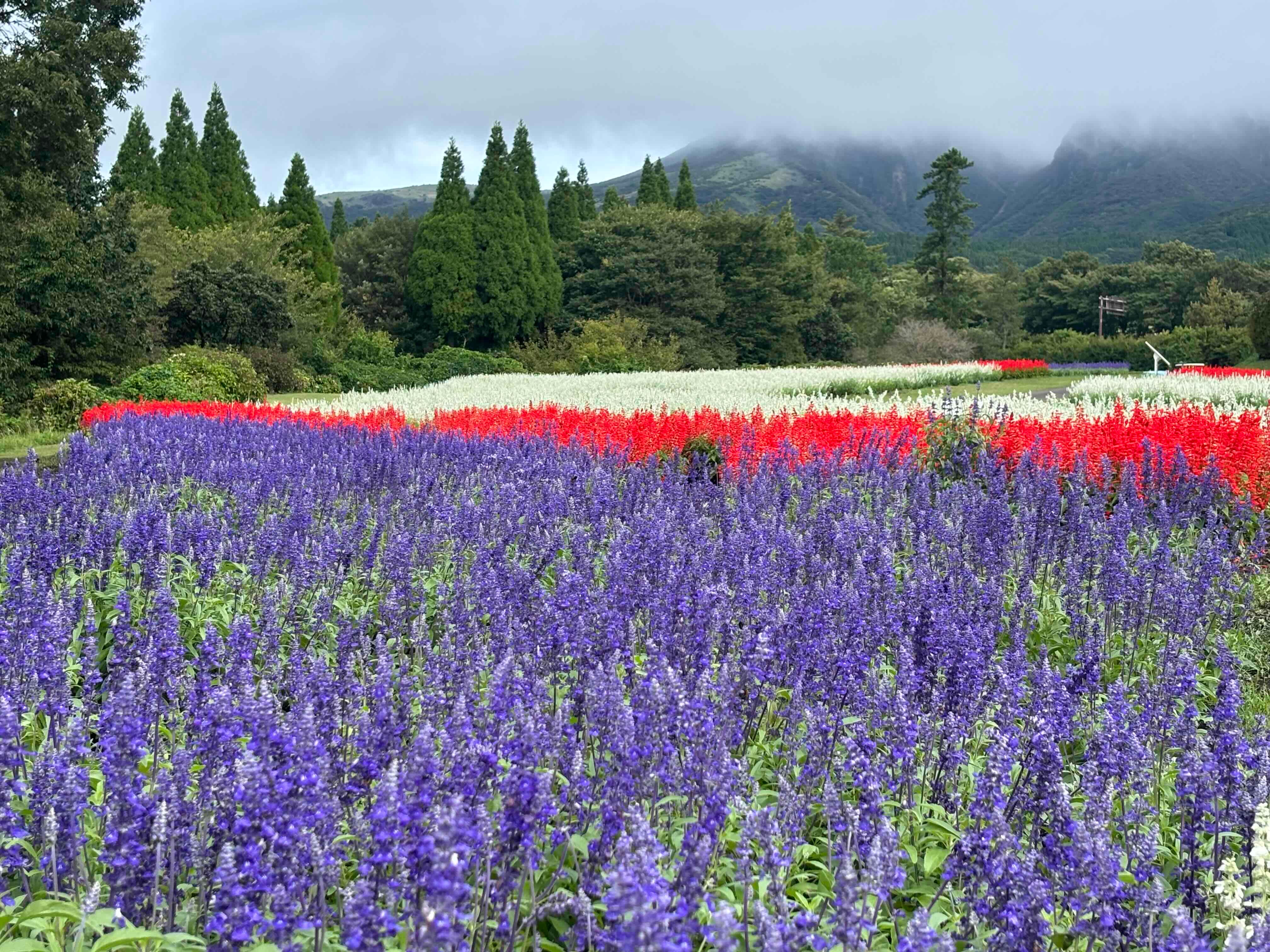 ブログ「9/5（火）花畑の開花状況」の写真