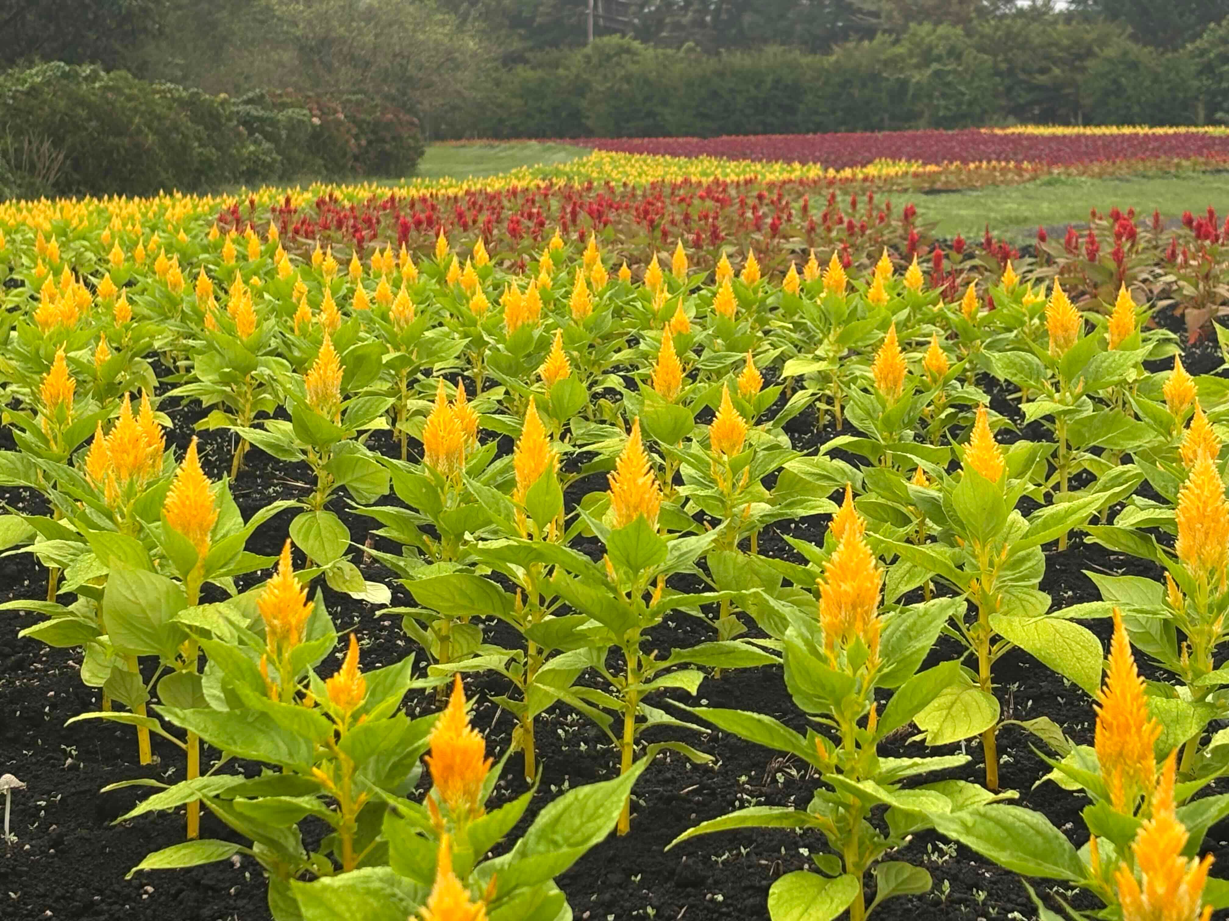 ブログ「9/19（土）花畑の開花状況」の写真