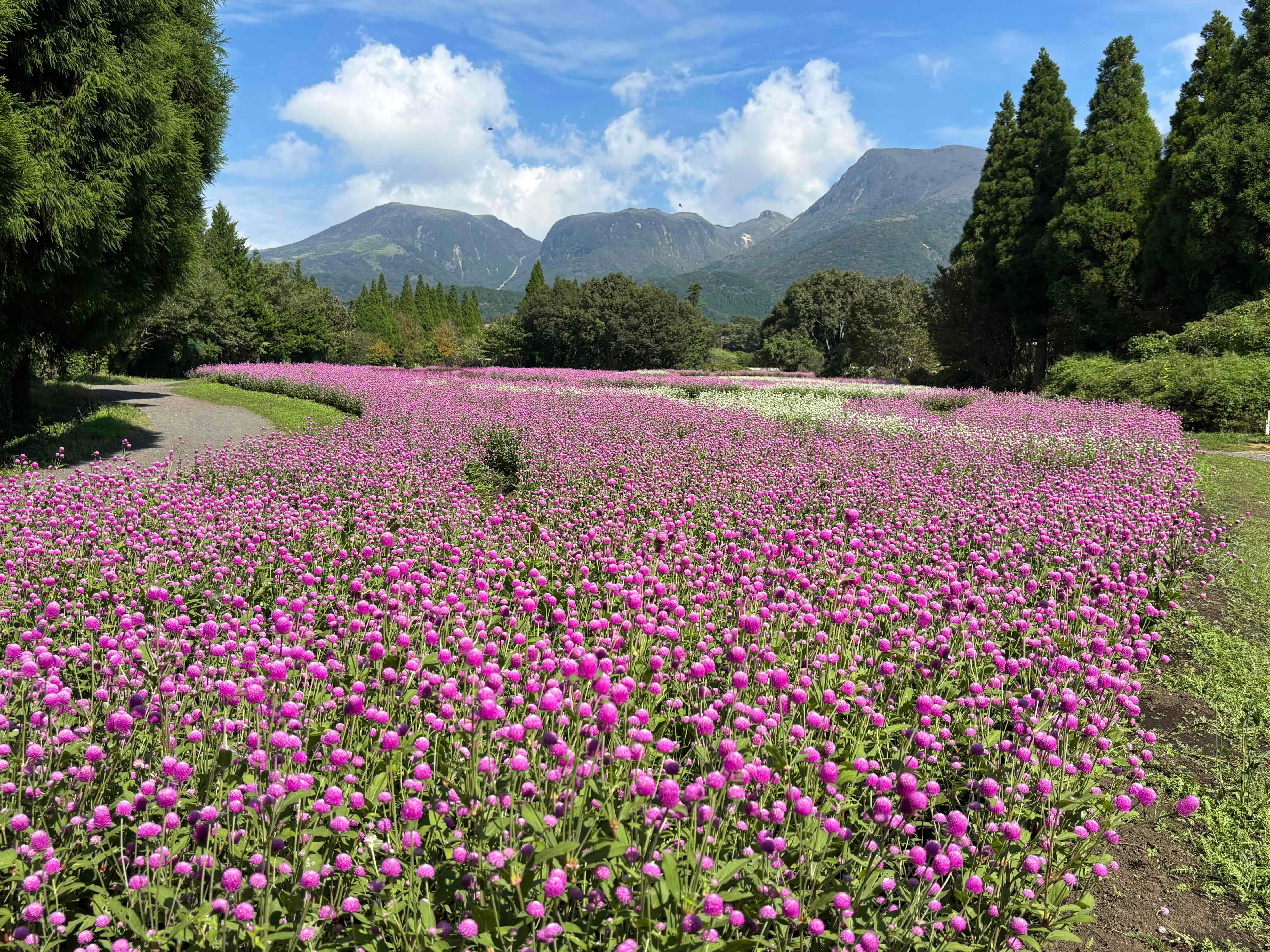 ブログ「9/25（金）花畑の開花状況」の写真