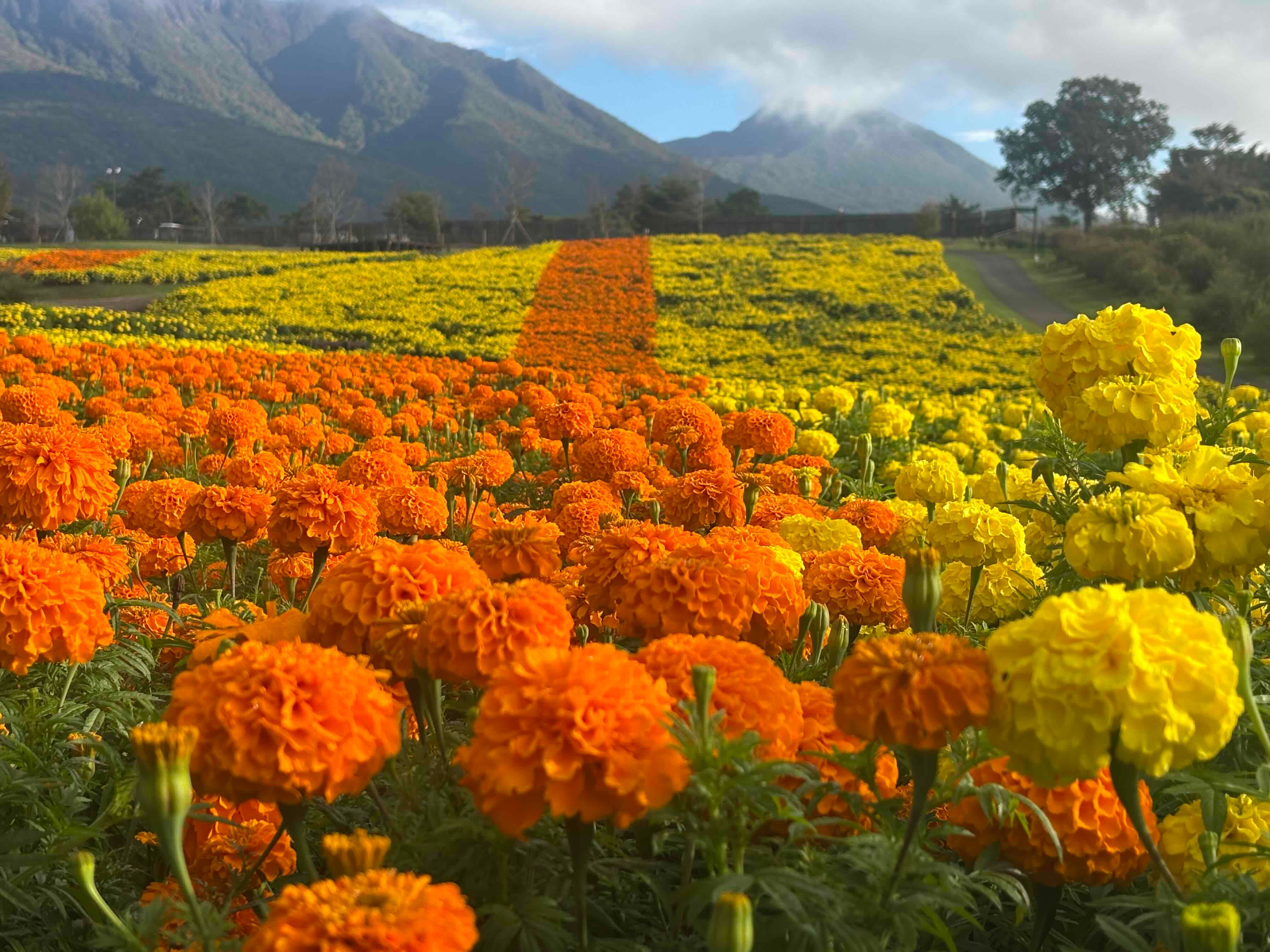 ブログ「10/12（月）花畑の開花状況」の写真