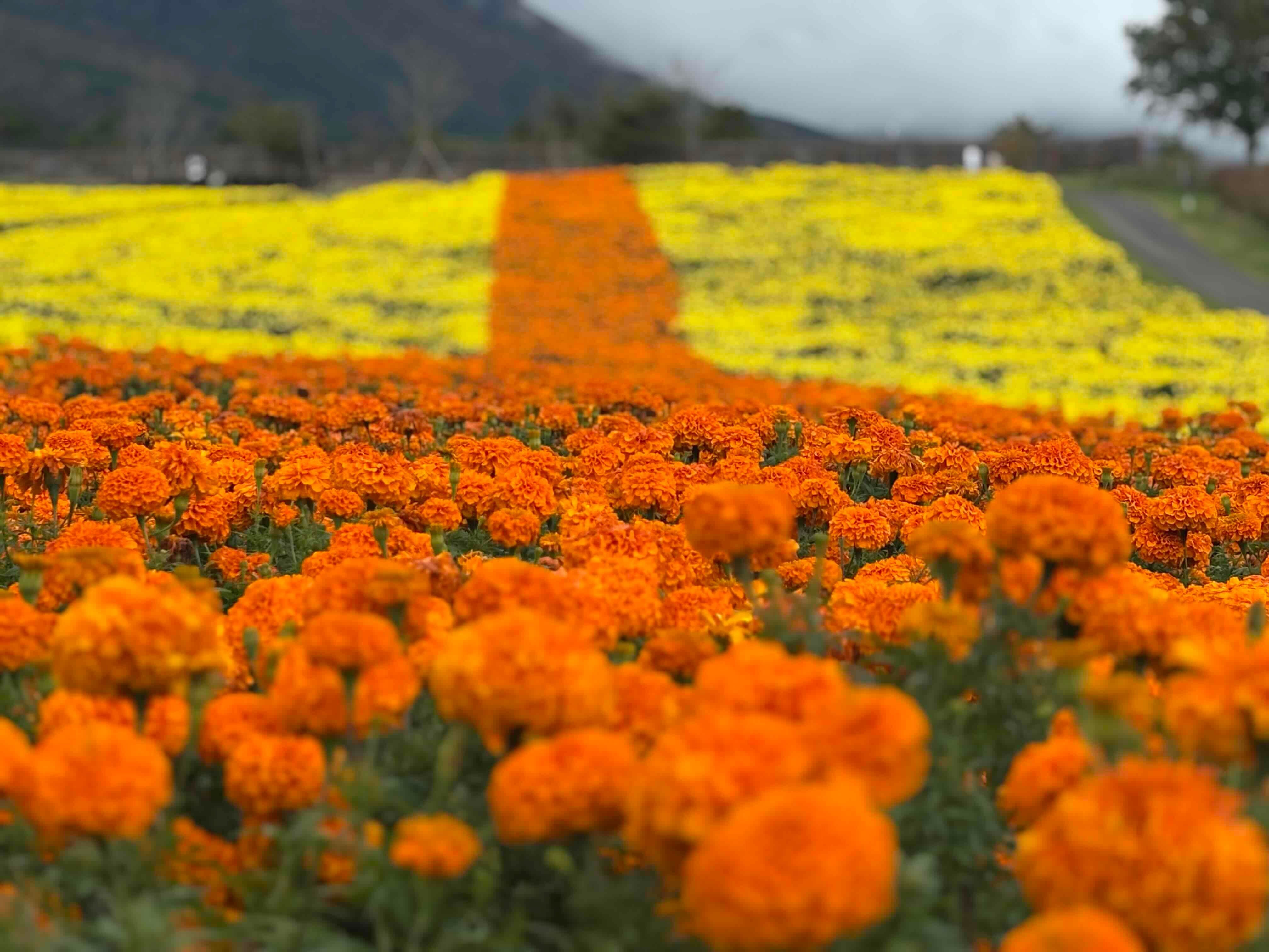 ブログ「10/25（日）花畑の開花状況」の写真