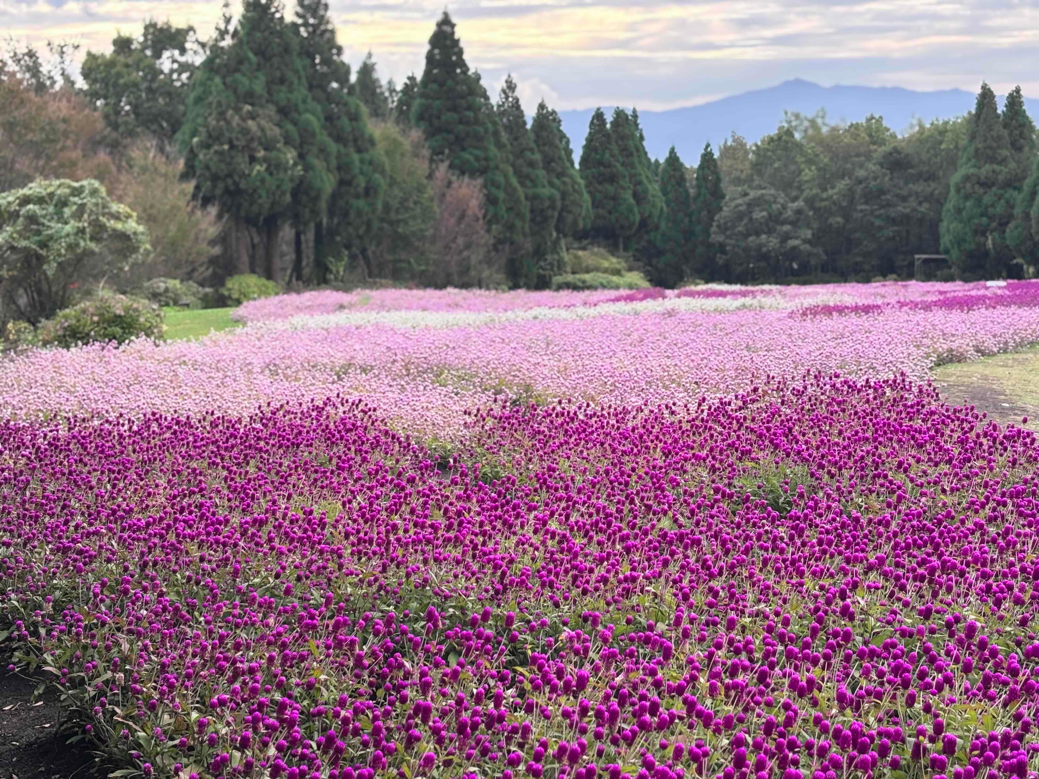 千日紅 