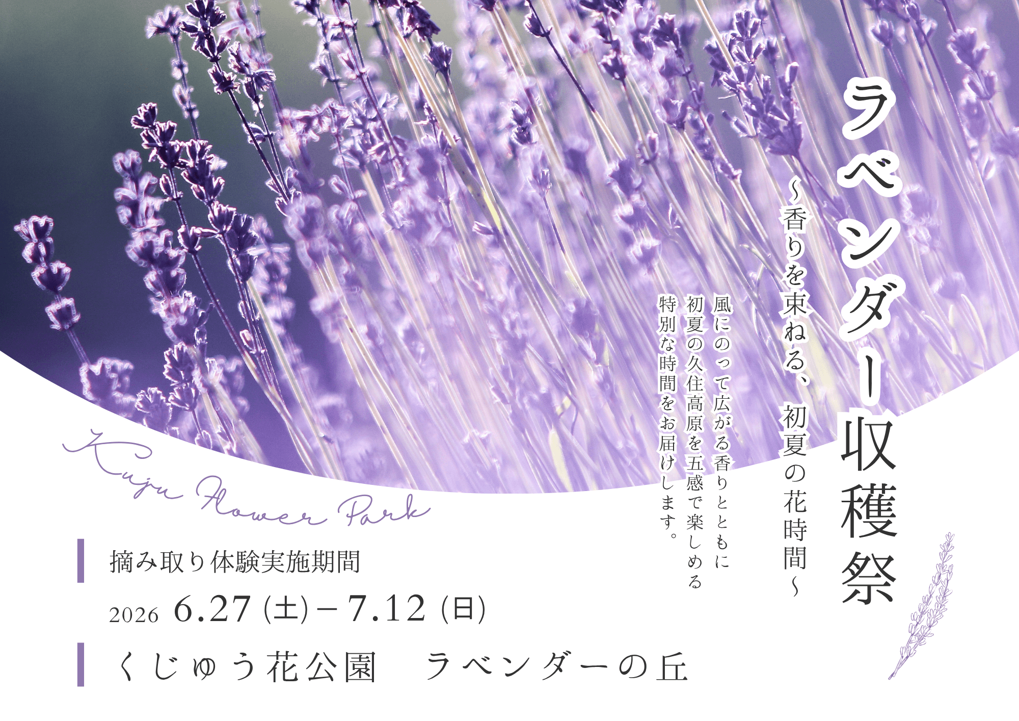 イベント「ラベンダー収穫祭〜香りを束ねる、初夏の花時間〜」の写真