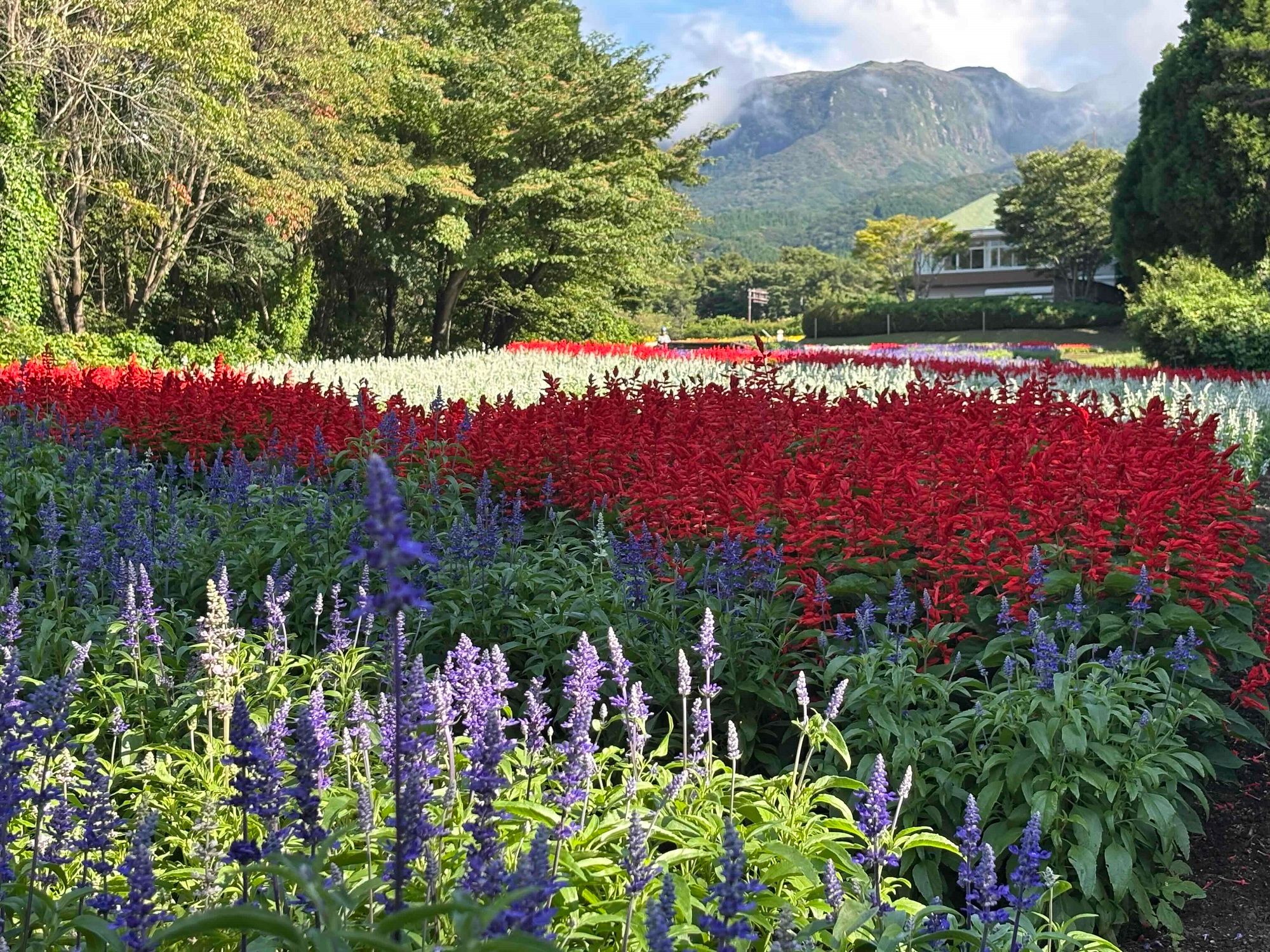 ブログ「8/21（金）花畑の開花状況」の写真