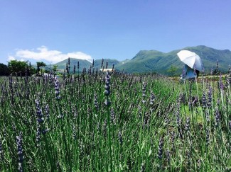 11188443_1586465034948124_6661853271410896139_n