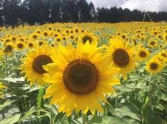 11863214_1602464536681507_2212301463021757205_n