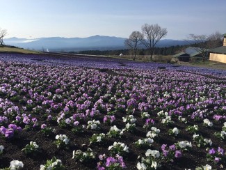 12920519_1673713242889969_6899090756714400926_n