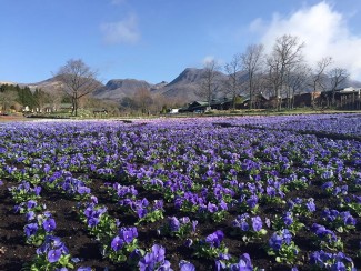 12928210_1673713199556640_9090495603624618654_n