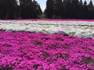 12987000_1677548852506408_1150057634755481875_n