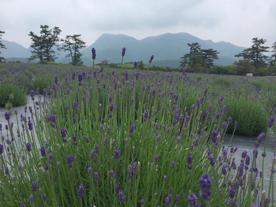 13315277_1693157794278847_9030479133997659505_n