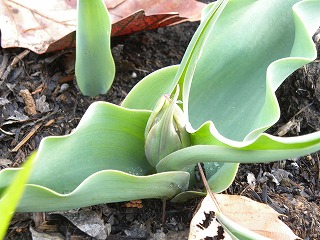 ﾎﾜｲﾄハート