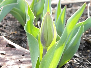 プリティーウーマン