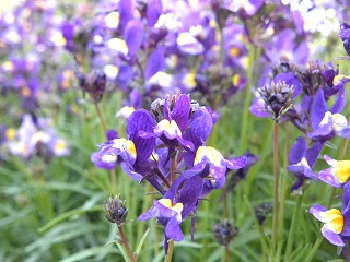 バイオﾚｯﾄﾞ