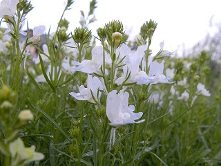 ﾎﾜｲﾄグッピー