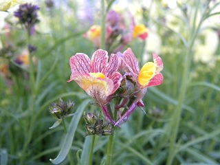 バイオﾚｯﾄﾞウィズｲｴﾛｰアイグッピー