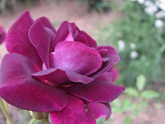 バーガンディーアイスバーグ