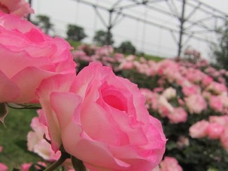 ストロベリーアイス